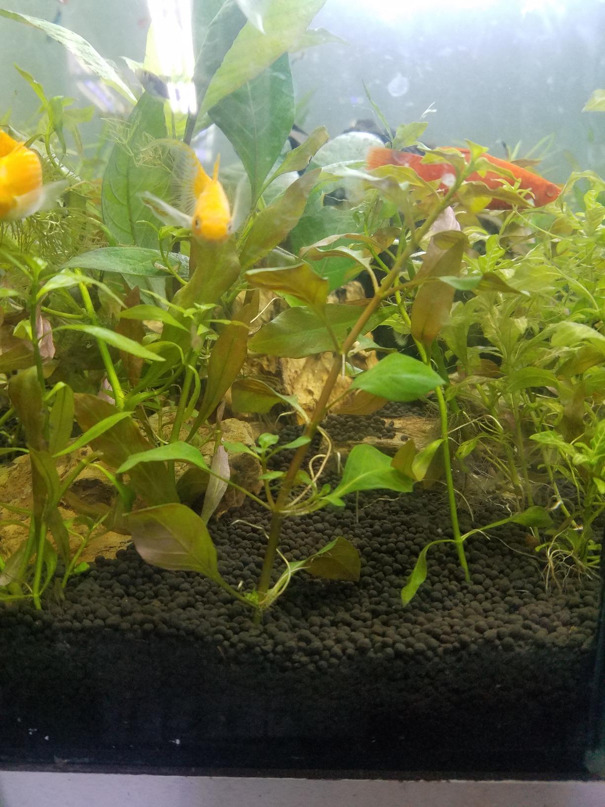 Ultum Nature Systems Controsoil - Freshwater Aqua Soil Substrate for Fish, Shrimp, Live Plant Propagation and Aquascaping - 6.8pH Low Ammonia, Volcanic Ash - Black, Fine (3 Liter) customer photo 1