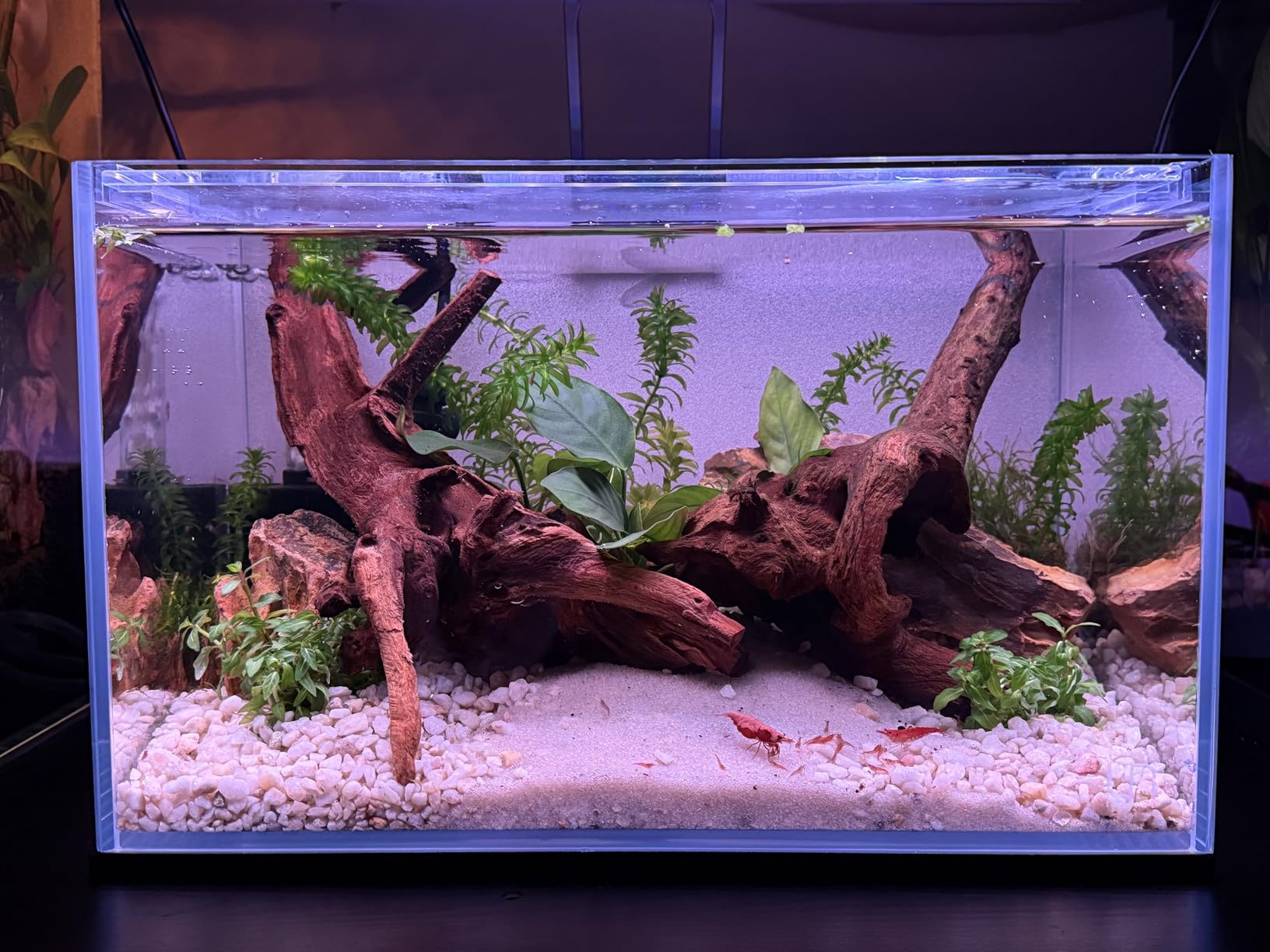 Ultum Nature Systems Ultra Clear Rimless Aquarium - Low Iron Glass Fish Tank with 45° Mitered Edges, 5mm-12mm Thick, Leveling Mat Included (16C, Cube, 1 Gallon) customer photo 2