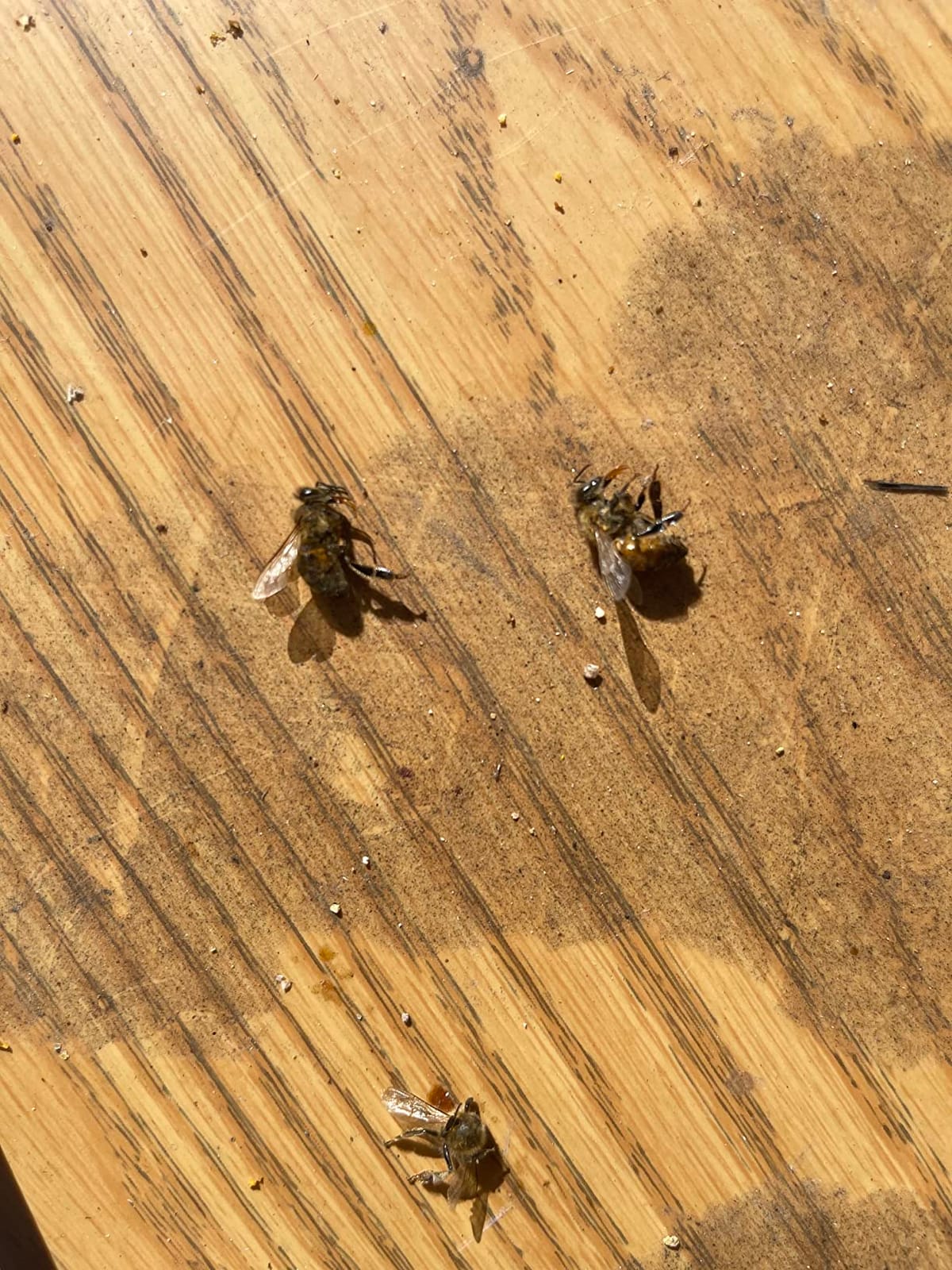 Apiguard Varroa Mite Treatment, 10 x 50g customer photo 2