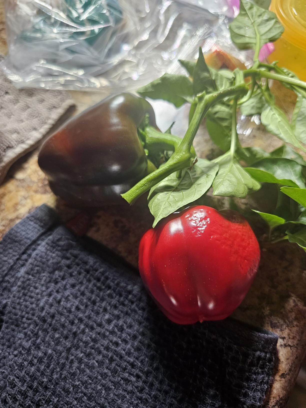 AeroGarden Harvest Elite, Stainless Steel | Indoor Garden with LED Grow Light and Seed Pod Kit customer photo 2
