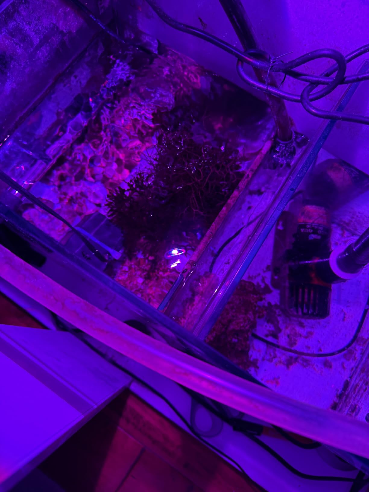 Kessil H160 Tuna Flora LED Refugium Grow Light customer photo 1