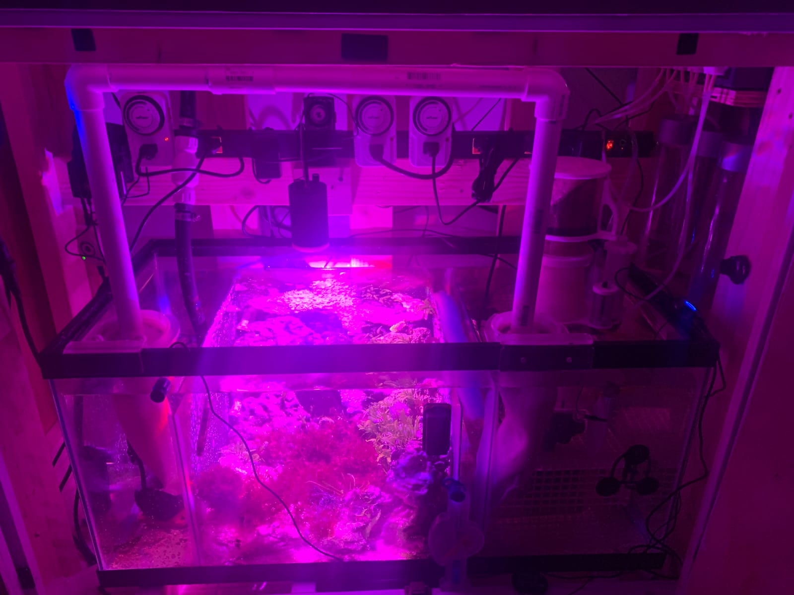 Kessil H160 Tuna Flora LED Refugium Grow Light customer photo 2