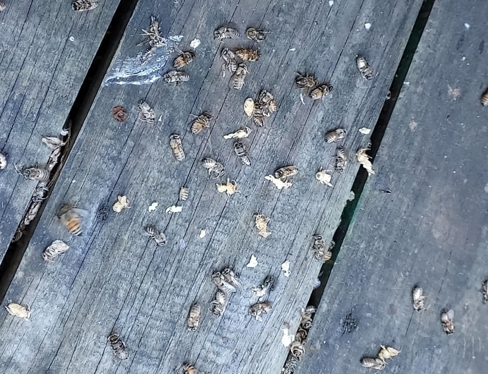 Mann Lake Formic Pro Varroa Mite Treatment, 2-Dose customer photo 1