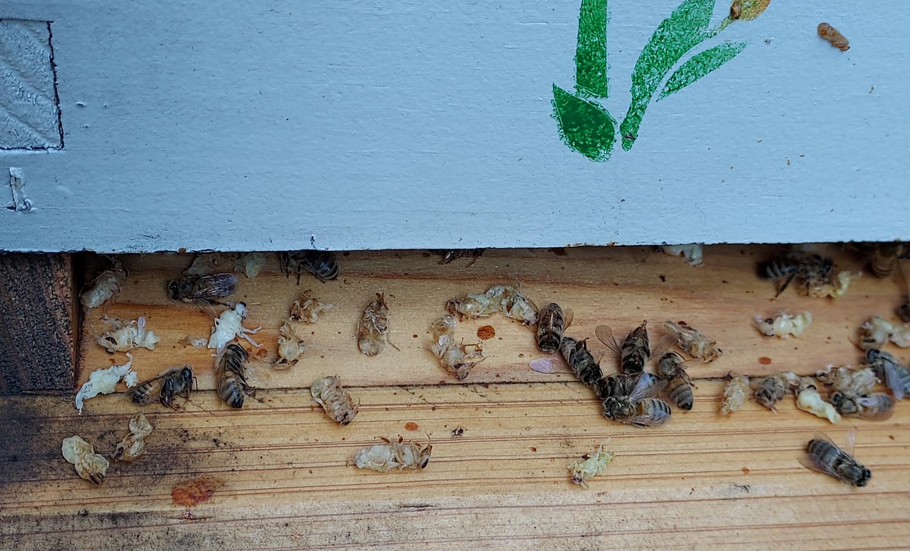 Mann Lake Formic Pro Varroa Mite Treatment, 2-Dose customer photo 2