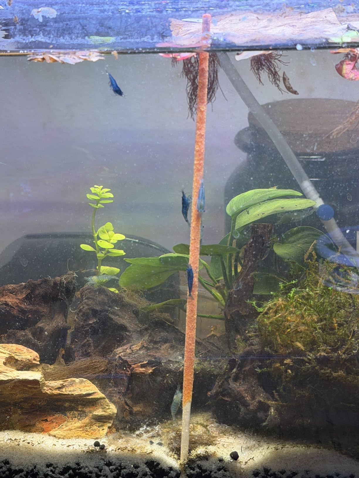 GlasGarten Shrimp Lollies - 4in1 Power Shrimp Food customer photo 1
