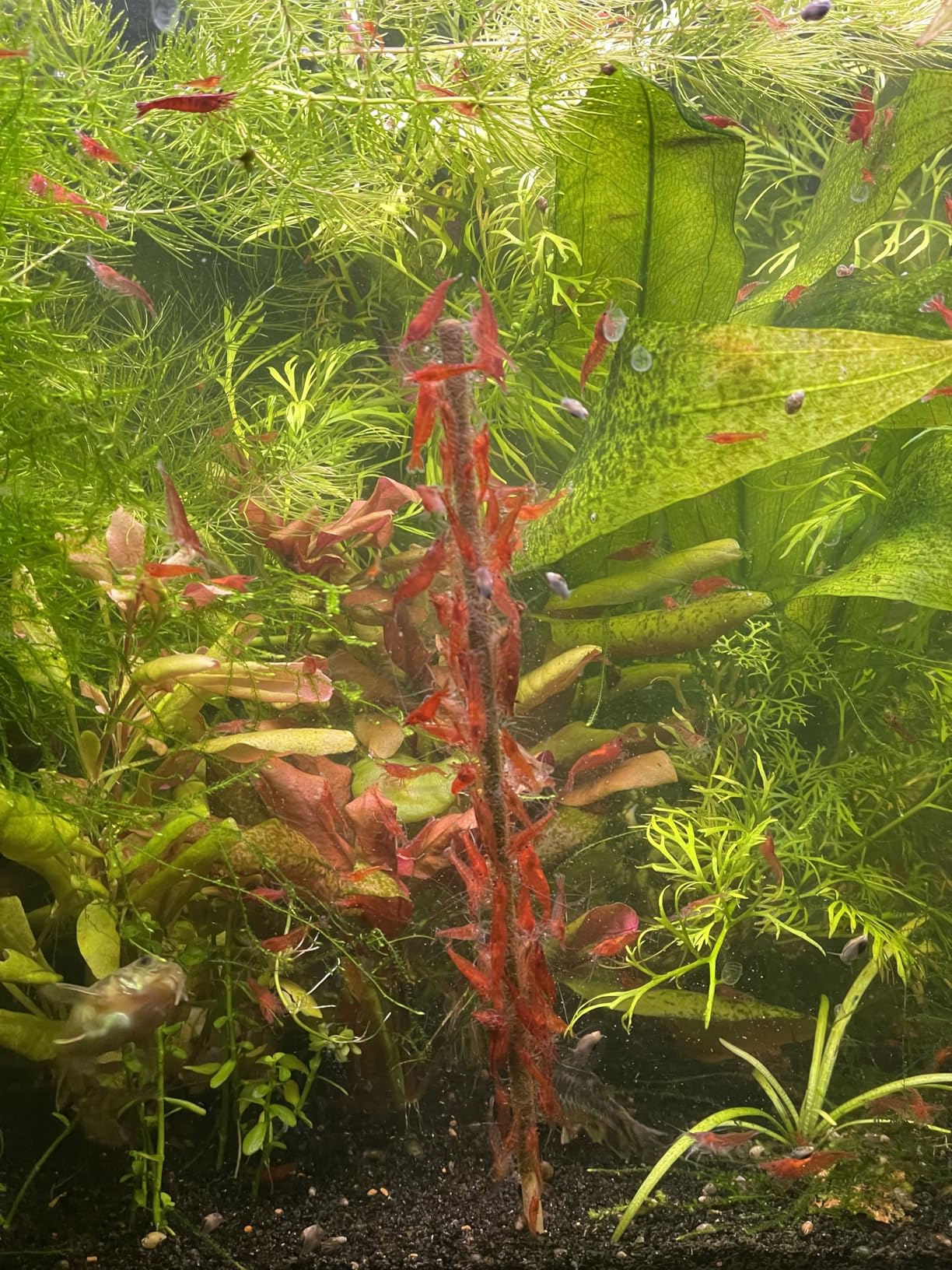 GlasGarten Shrimp Lollies - 4in1 Power Shrimp Food customer photo 2