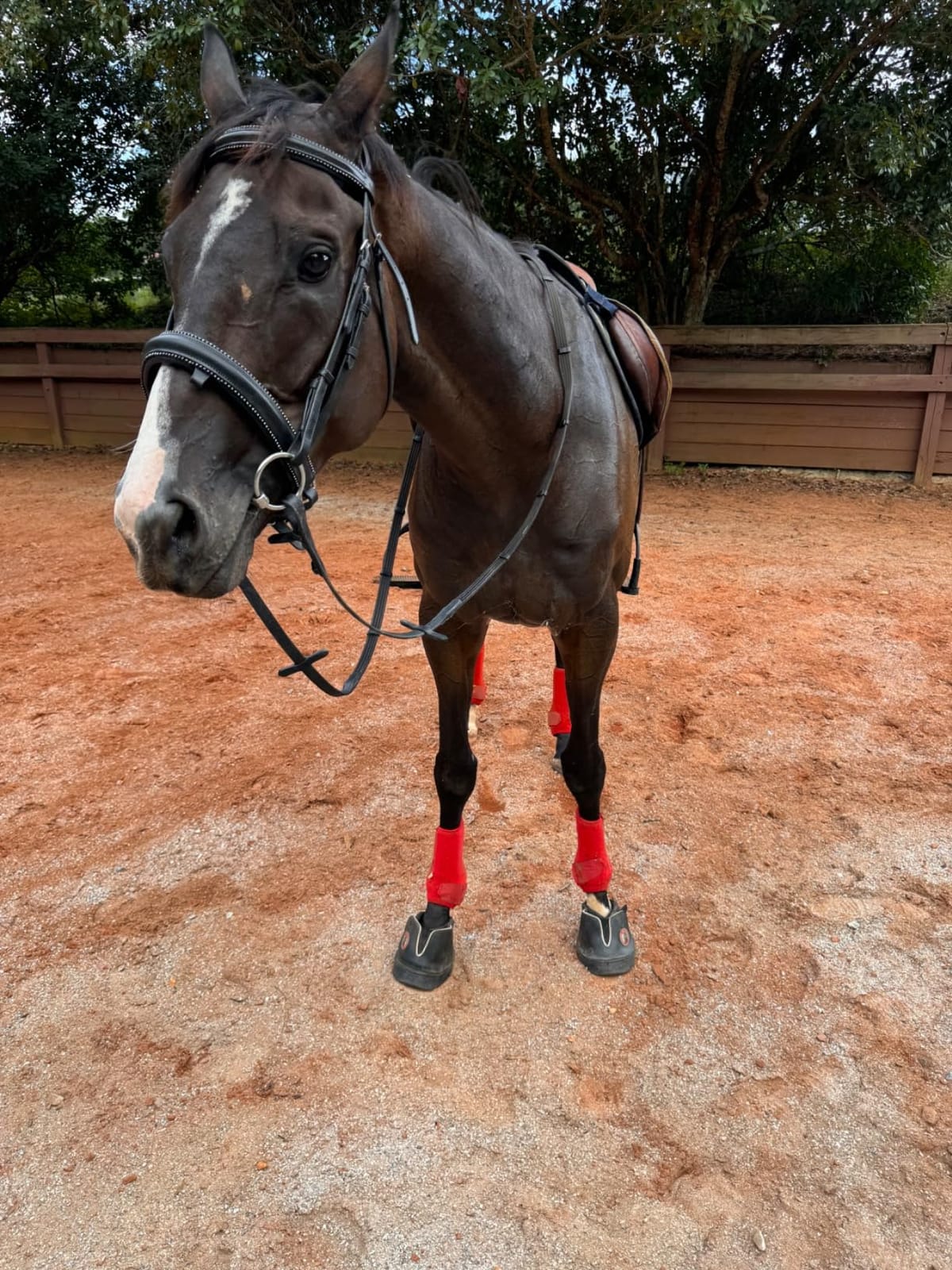 Equine Fusion Active Jogging Shoe Flexible Hoof Boots for Horses Front Feet customer photo 1