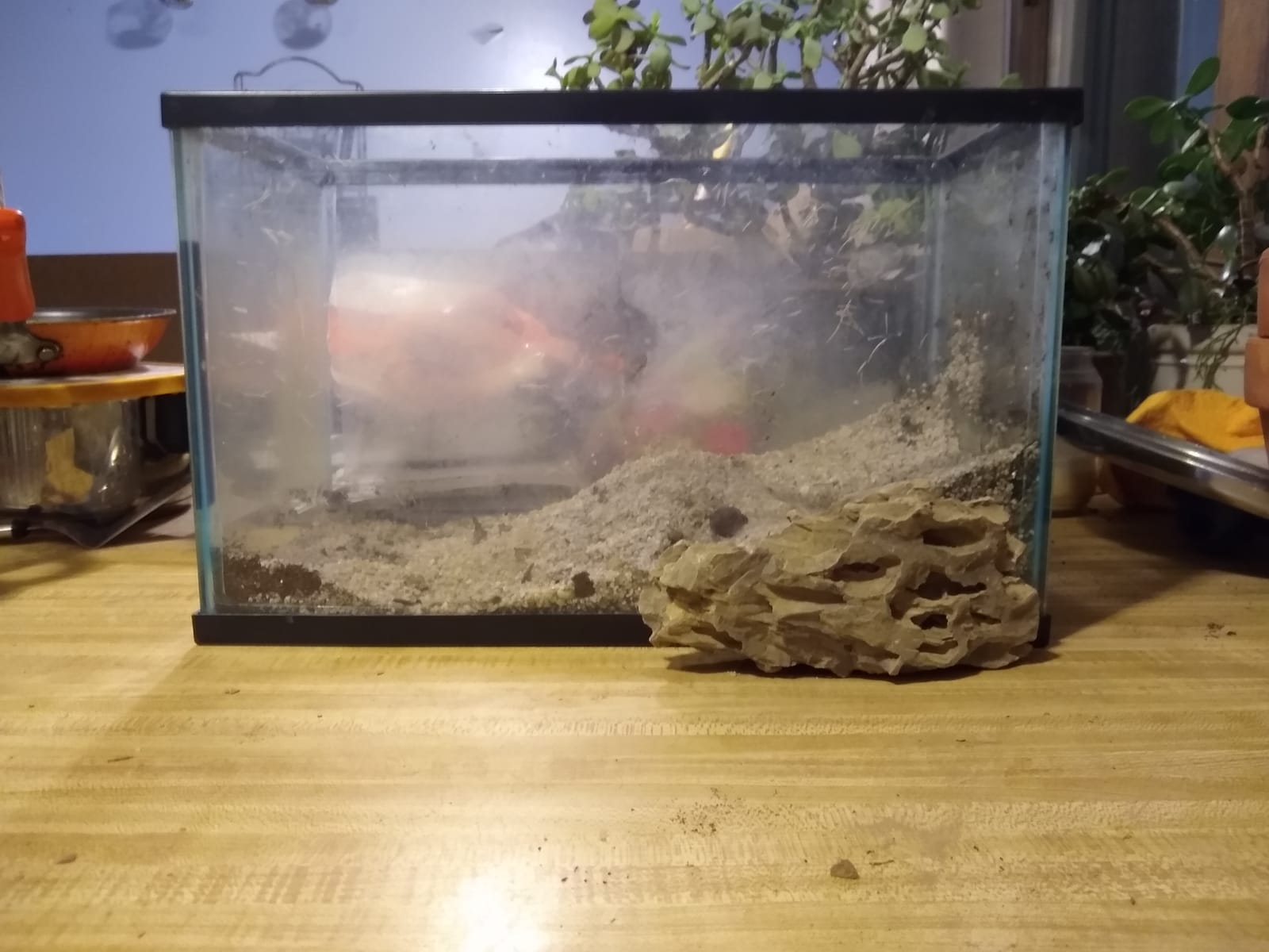 Aquarium Ohko Dragon Stone Rock Mixed Sizes customer photo 1