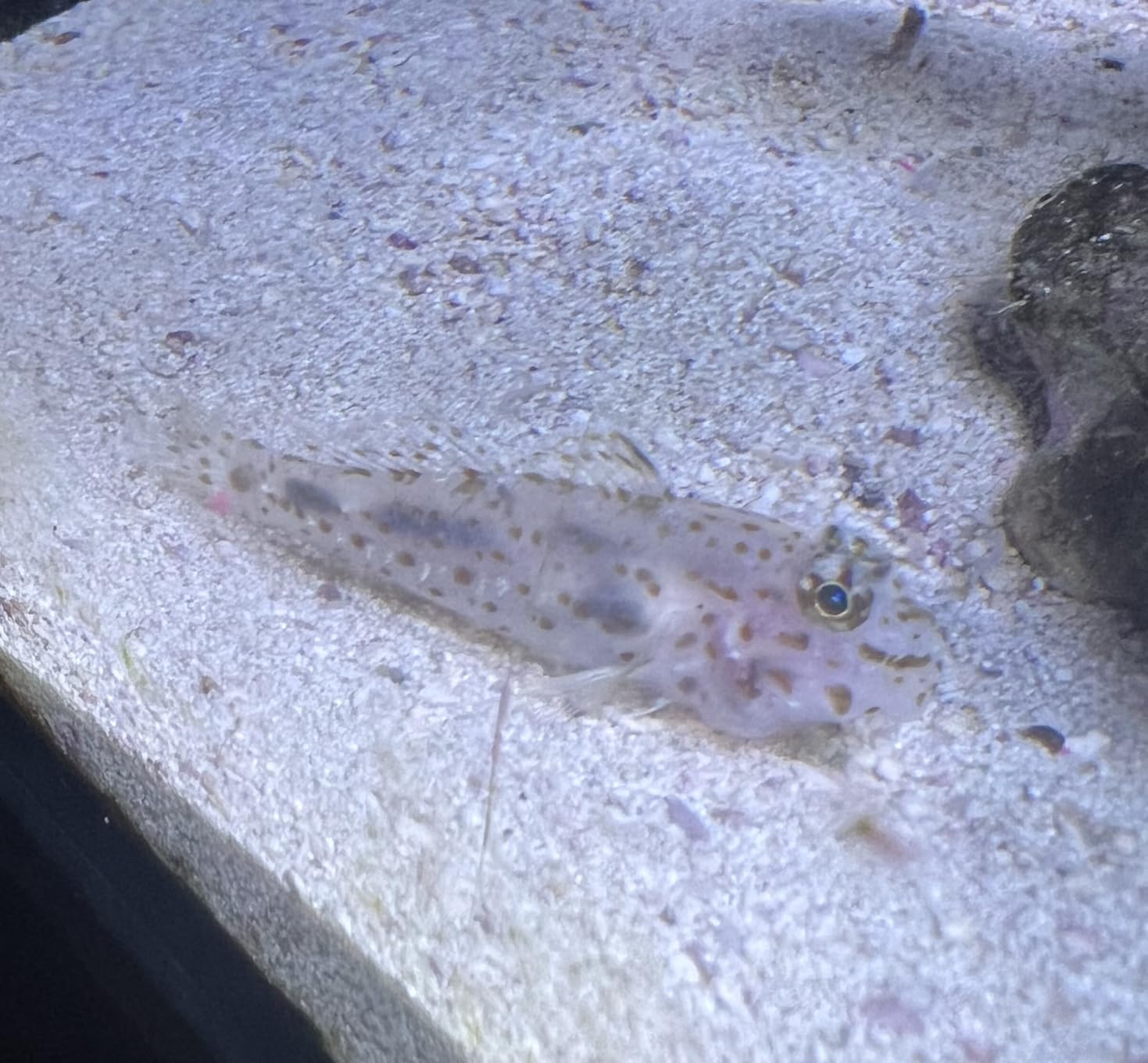 Aquarium Choice Coral Feeder Long Syringe Tube Liquid Fertilizer Feeder SPS HPS Marine Reef Coral Feeder Tool Fish Excreta Cleaner Precise spot Feeding Tube 18.3 Inch Long customer photo 2