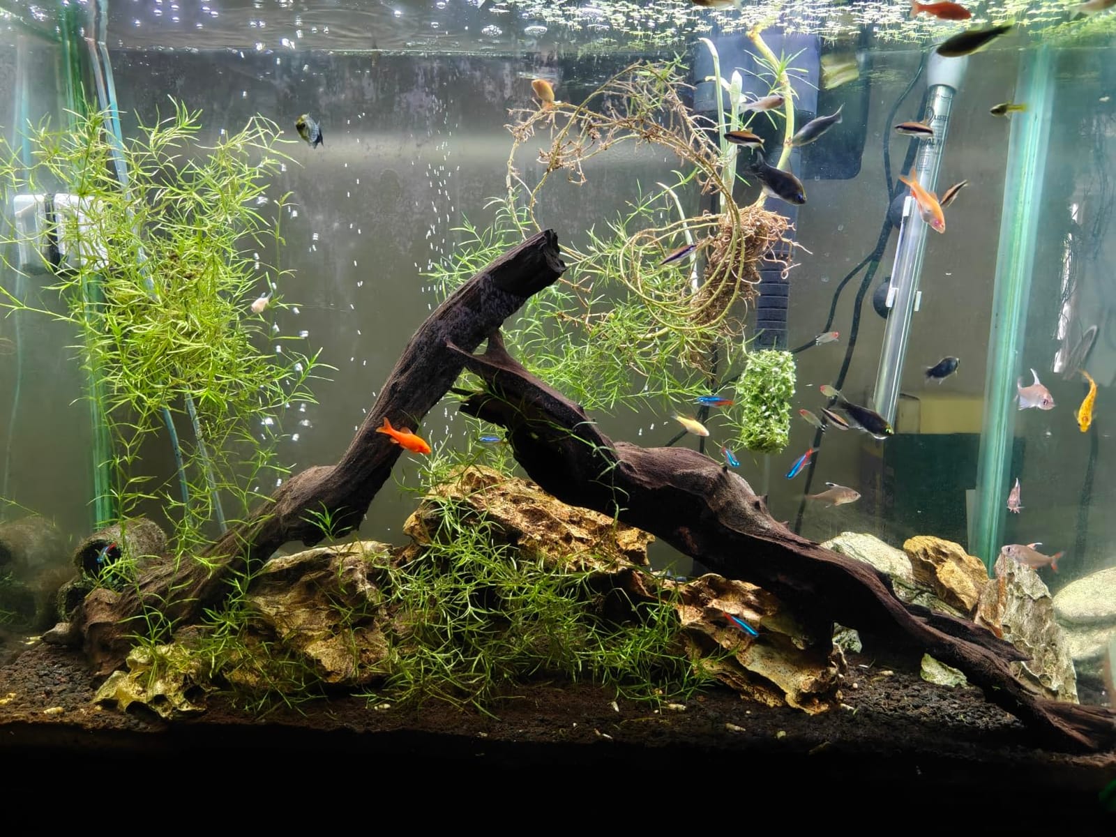 AQUANEAT LED Aquarium Light Full Spectrum 12 Inch Fish Tank Light Fresh Water customer photo 1