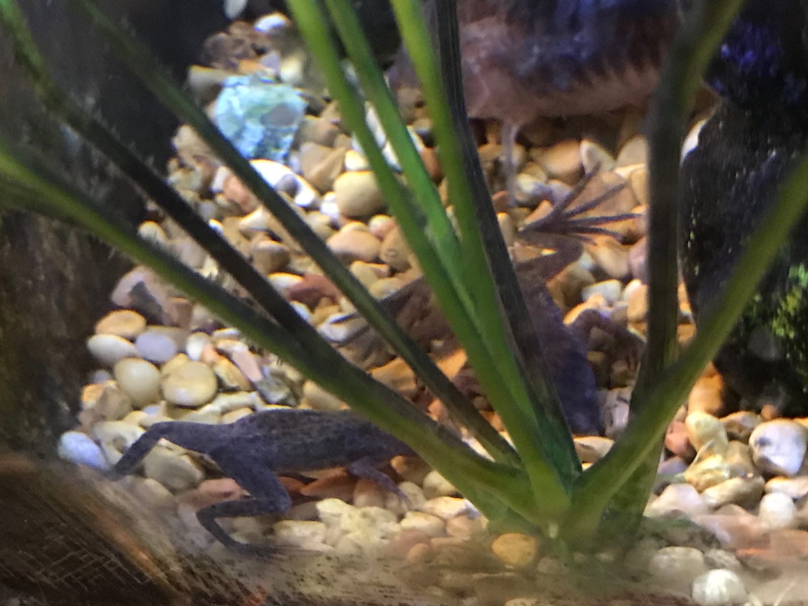 Frog Bites - Moist Pellet Sinking Diet for Frogs & Small Amphibians (3 oz (85g)) customer photo 1