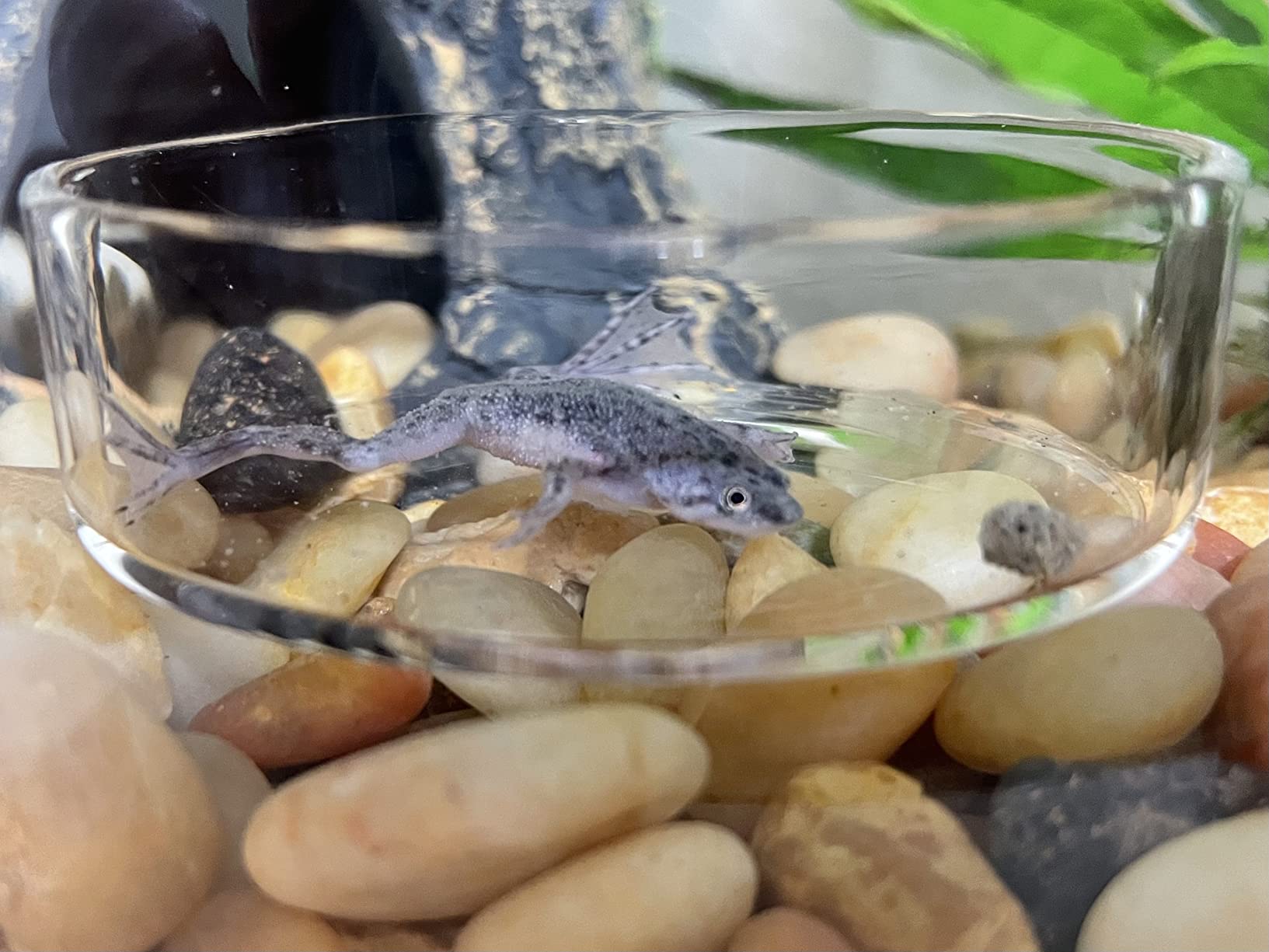 Frog Bites - Moist Pellet Sinking Diet for Frogs & Small Amphibians (3 oz (85g)) customer photo 2