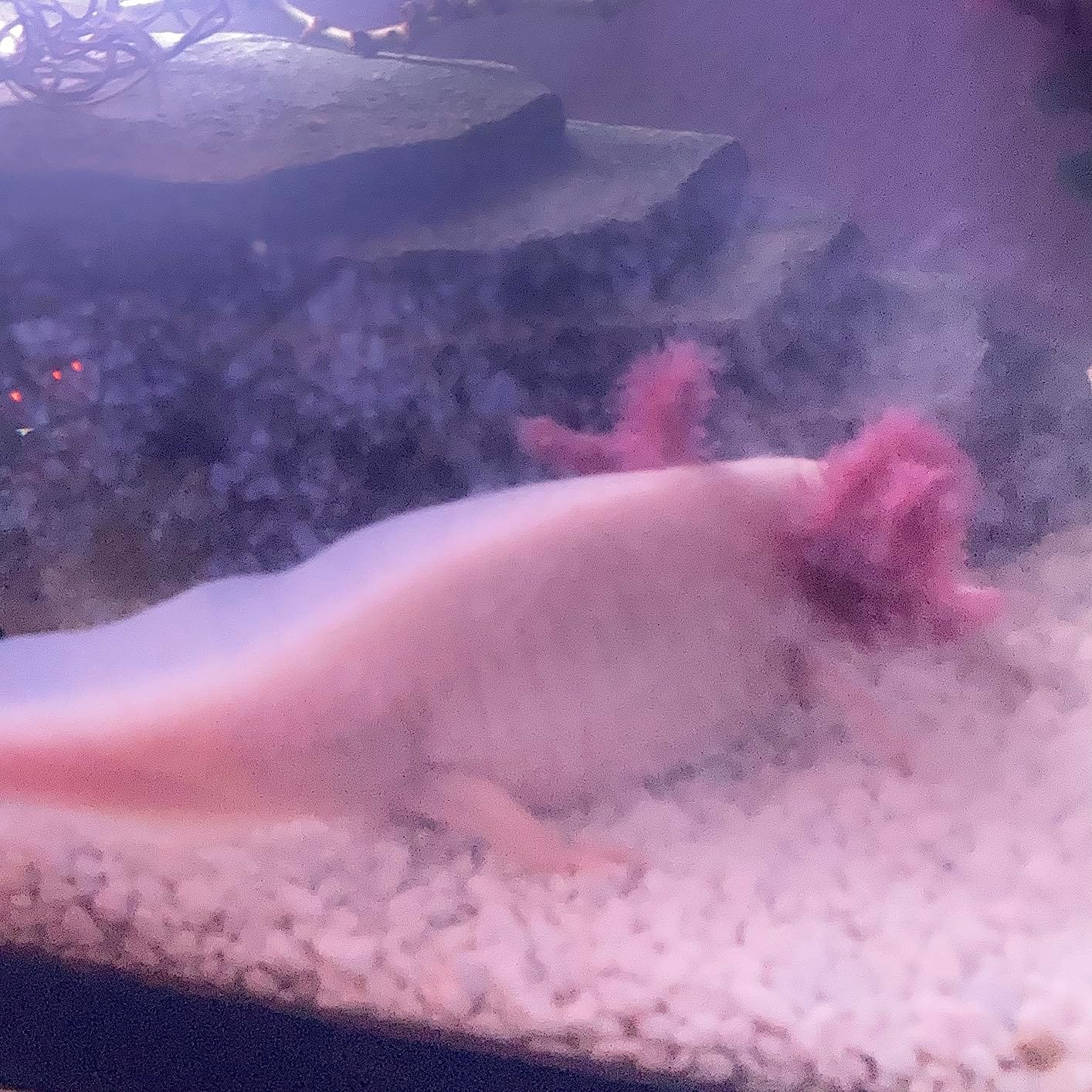Soft Pellets for Axolotls - Moist Sinking Diet for Axolotl, Newts, Salamanders & Other Small Amphibians (1.5 oz (42.5g)) customer photo 1
