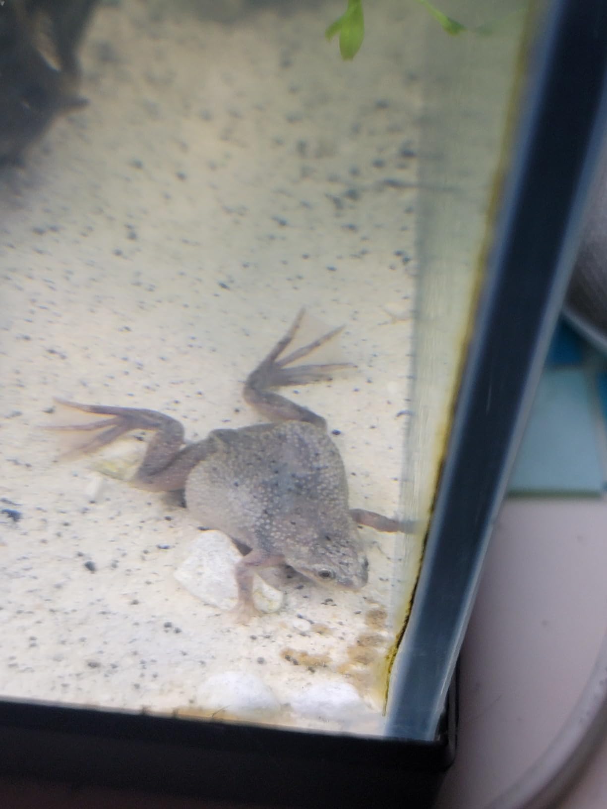 Frog Bites - Moist Pellet Sinking Diet for Frogs & Small Amphibians (1.5 oz (42.5g)) customer photo 2