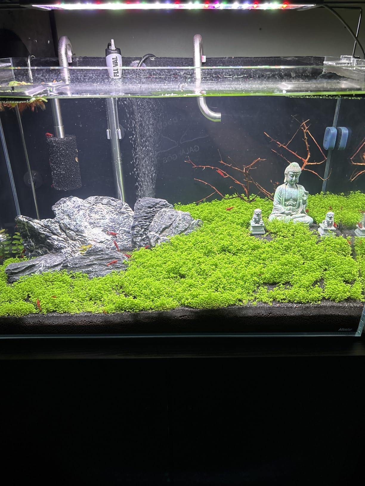 Ultum Nature Systems Dwarf Baby Tears Hemianthus Callitrichoides Cuba Tissue Culture Live Plant for Aquarium, Aquascape, Planted Freshwater Fish Tanks - 100% Snail Free in Vitro customer photo 1