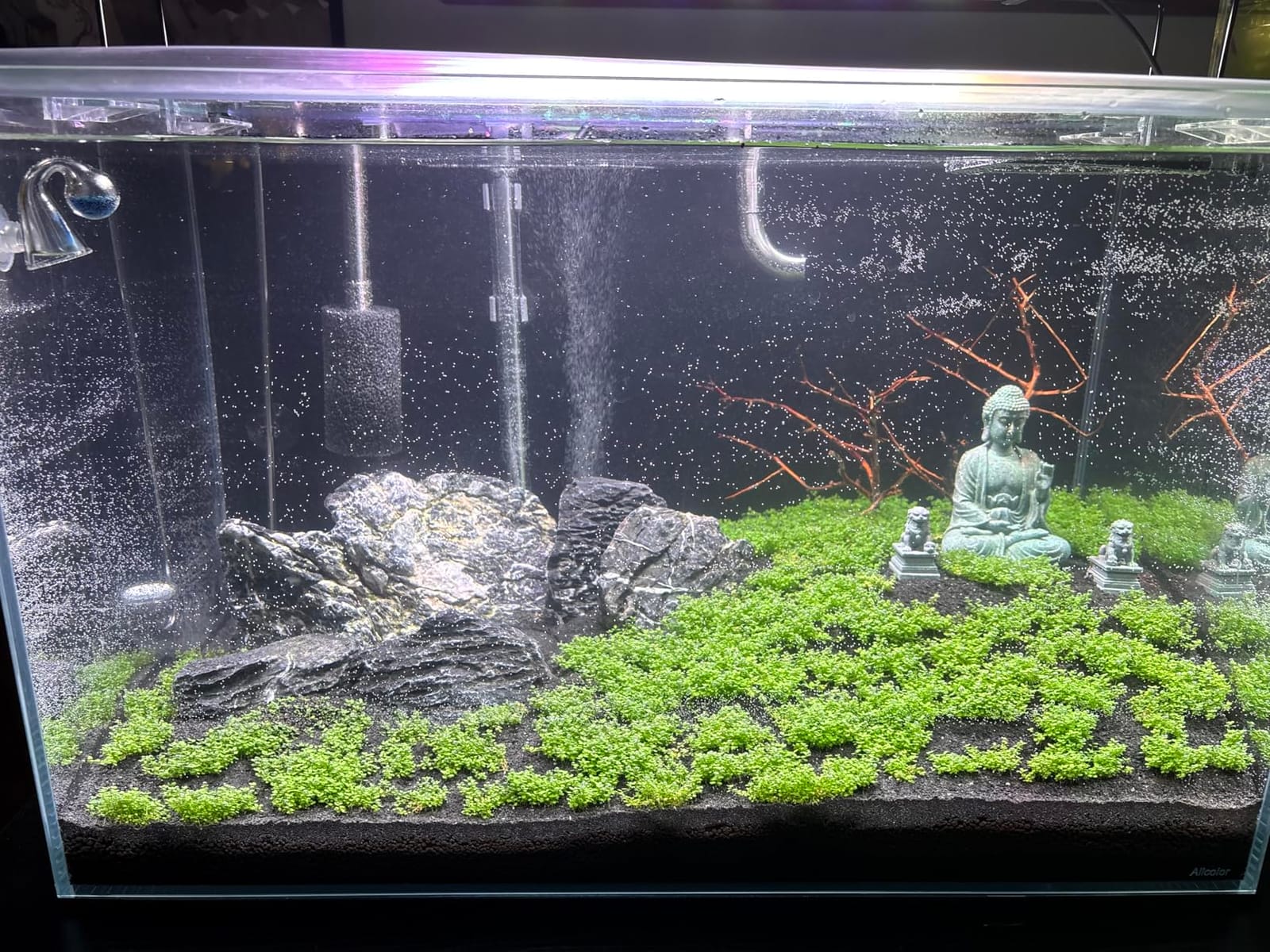 Ultum Nature Systems Dwarf Baby Tears Hemianthus Callitrichoides Cuba Tissue Culture Live Plant for Aquarium, Aquascape, Planted Freshwater Fish Tanks - 100% Snail Free in Vitro customer photo 2