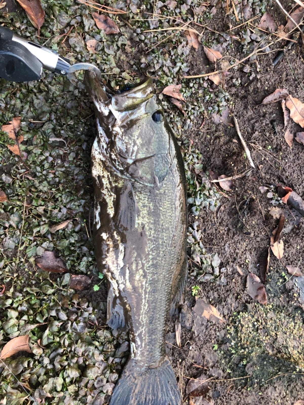 Strike King Rage Bug Fishing Lure, Soft Plastic Grub, Unique Design, Subtle Action customer photo 1