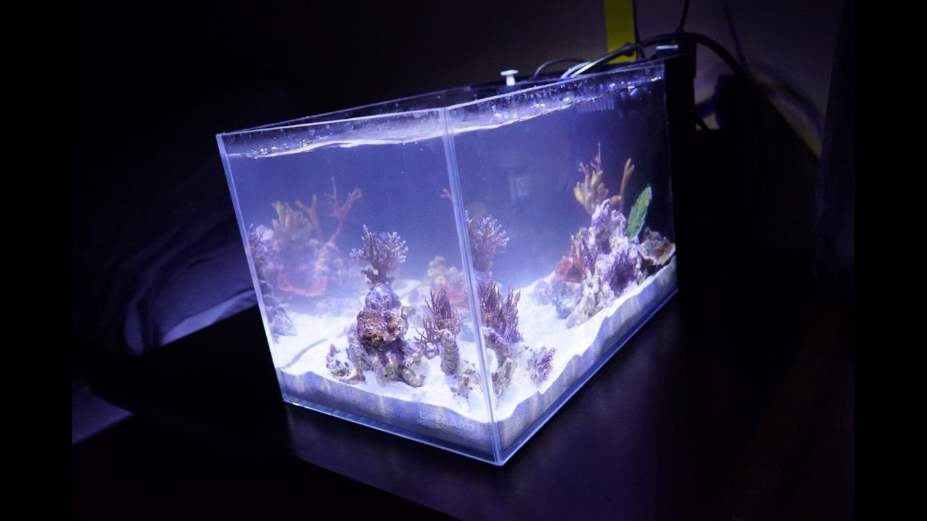 LIFEGARD Low Iron Ultra Clear 4 Gallon Crystal Aquarium with Built in Side Filter – Rimless Glass, 45° Beveled Edge, Peninsula Style with Directional Jet Flow customer photo 2