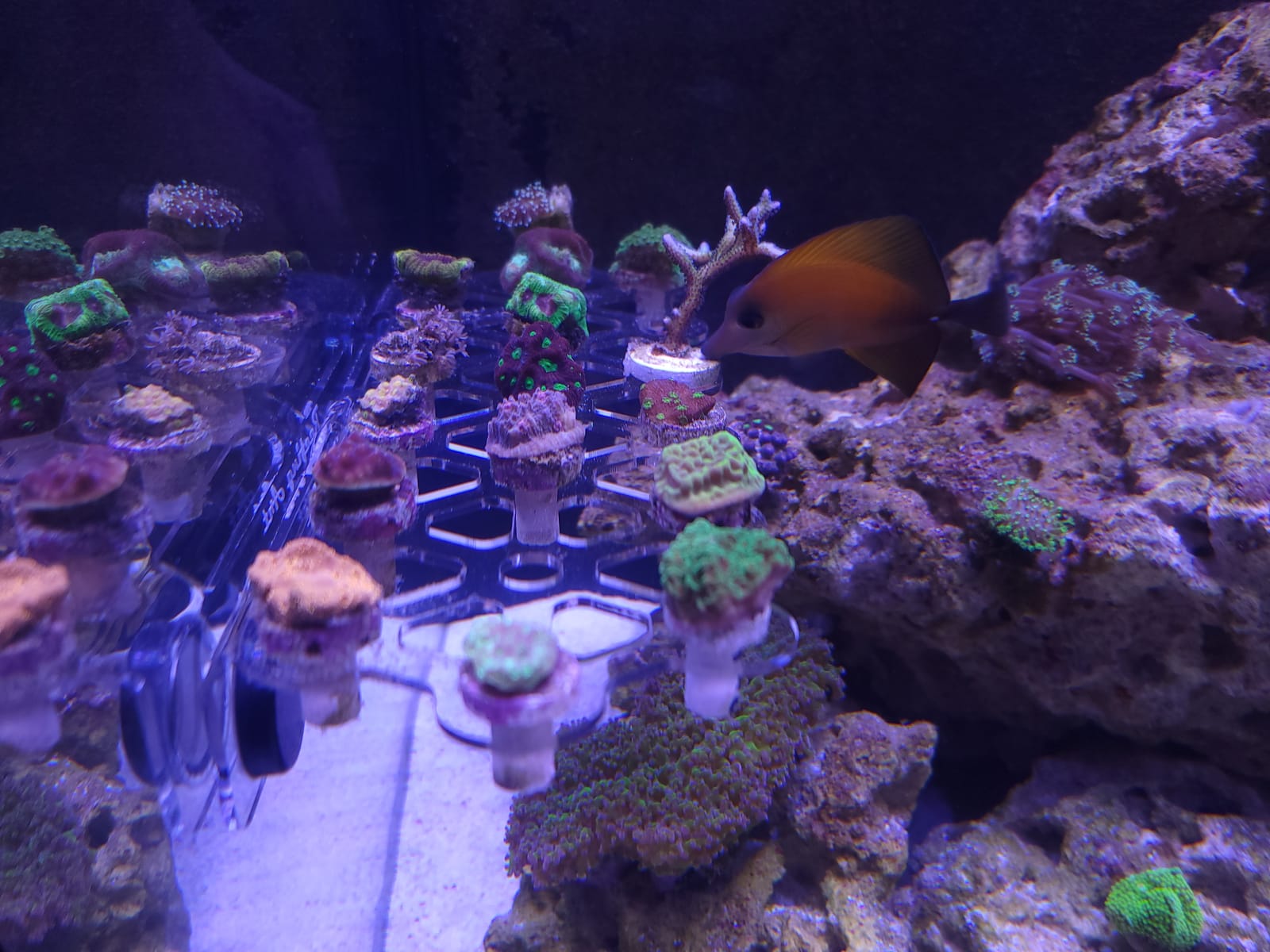 Magnetic Coral Frag Rack Strongest N52 Magnets Holds up to 41 Plugs (Large Max) customer photo 1