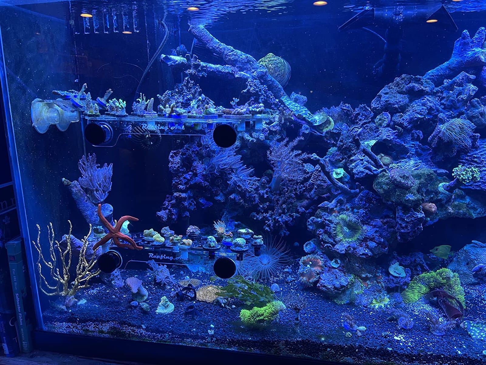 Magnetic Coral Frag Rack Strongest N52 Magnets Holds up to 41 Plugs (Large Max) customer photo 2