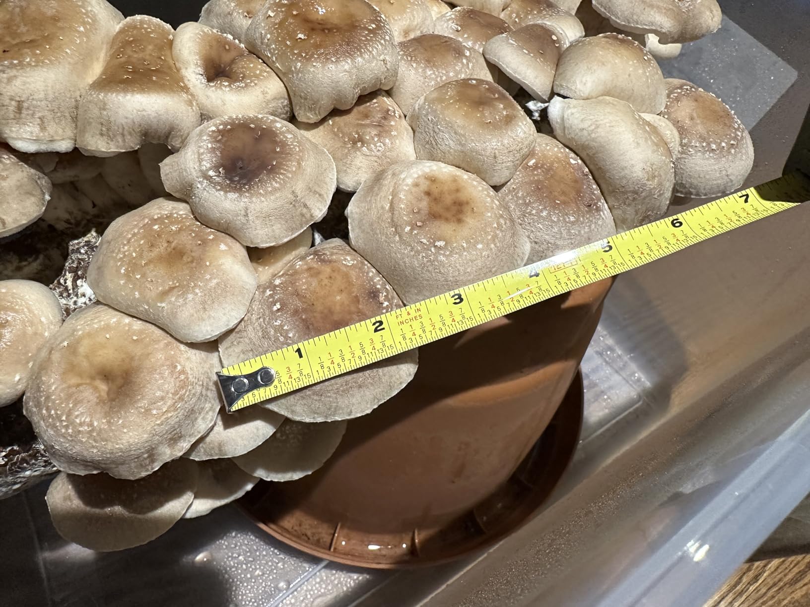 Root Mushroom Farm-Shiitake Grow Kit customer photo 1