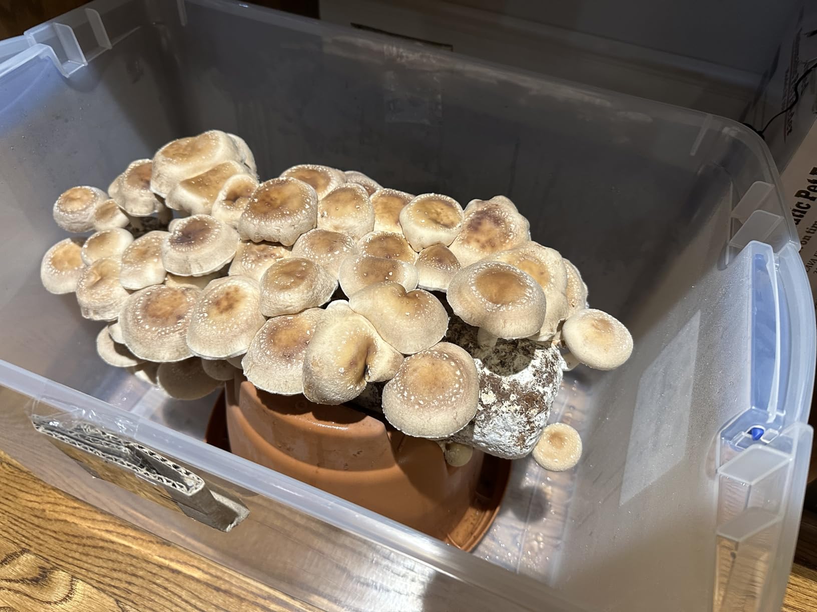 Root Mushroom Farm-Shiitake Grow Kit customer photo 2