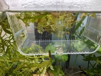 capetsma Fish Breeding Box, Acrylic Fish Isolation Box with Suction Cups, Aquarium Acclimation Hatchery Incubator for Baby Fishes Shrimp Clownfish and Guppy... Small Size (S) customer photo 2