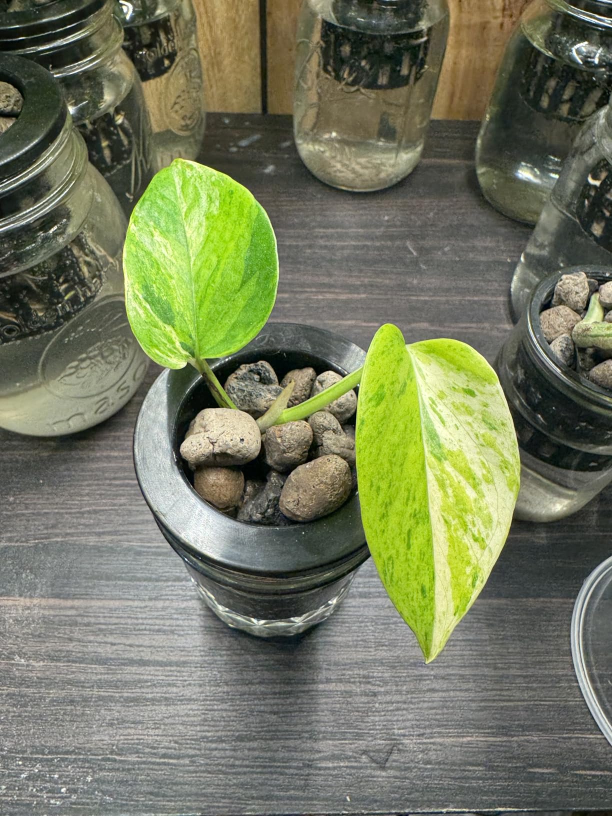 Clay Pebble Grow Media, Gray, 1.5 Cu Ft, Expanded Hydroponic customer photo 1