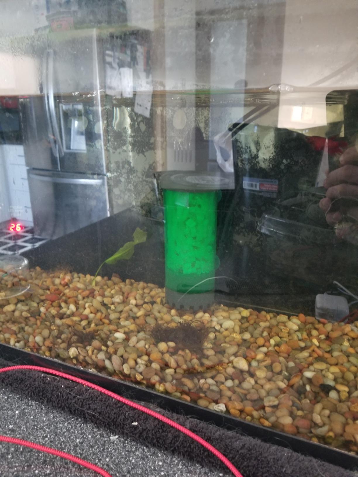 Fluidized Moving Bed Filter Bubble Bio Media Reactor for Aquarium Fish Tank with Air Stone and Sponge Filter customer photo 2