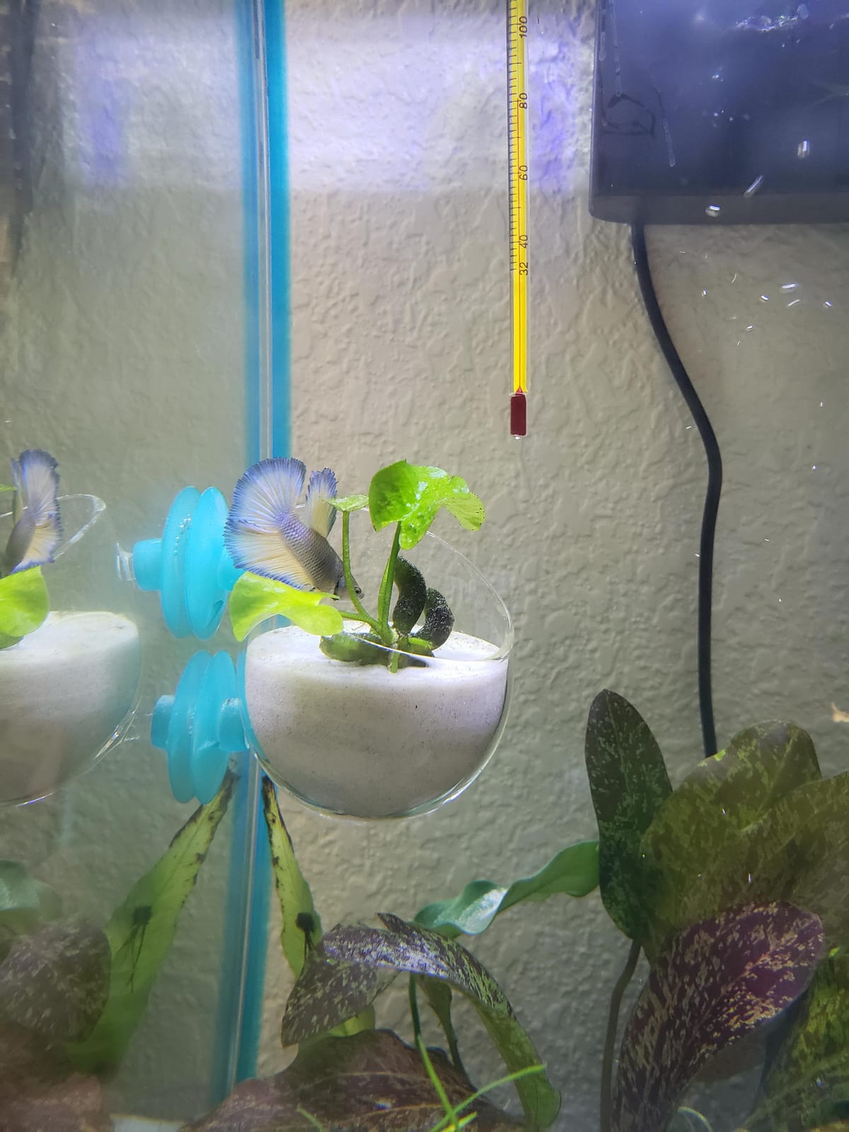 capetsma 2X Crystal Glass Aquatic Plant Pot, Planter, Red Shrimp Live Plants Fish Tank Holder with 4X Suction Cups for Aquarium Aquascape Decoration… customer photo 2