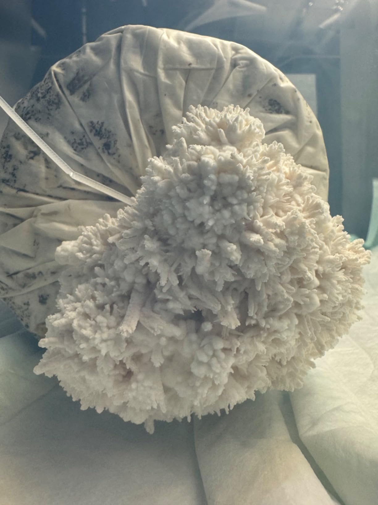 Lion’s Mane Mushroom Grow Kit, 4 lb (Packaging May Vary) customer photo 2