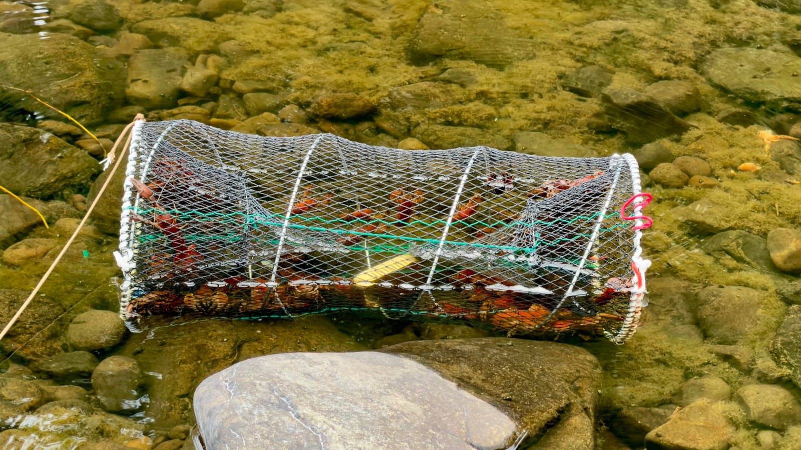 Drasry Crab Trap Bait Lobster Crawfish Shrimp Portable Folded Cast Net Magic Collapsible Fishing Traps Nets Accessories for Blue Crabs customer photo 2
