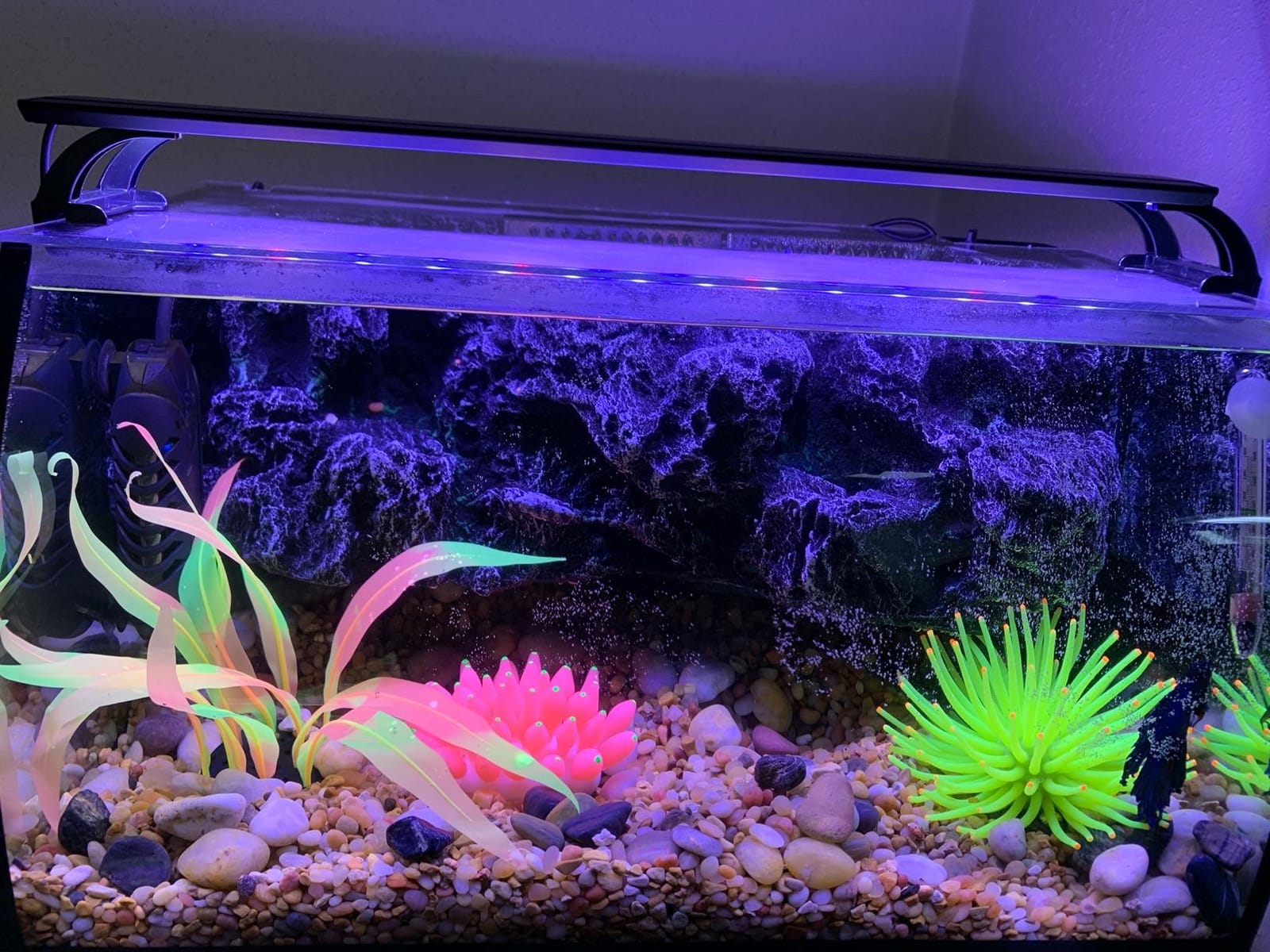 hygger Horizon 8 Gallon LED Glass Aquarium Kit for Starters with 7W Power Filter Pump, 18W Colored led Light, Wide View Curved Shape Fish Tank with Undetachable 3D Rockery Background Decor customer photo 1