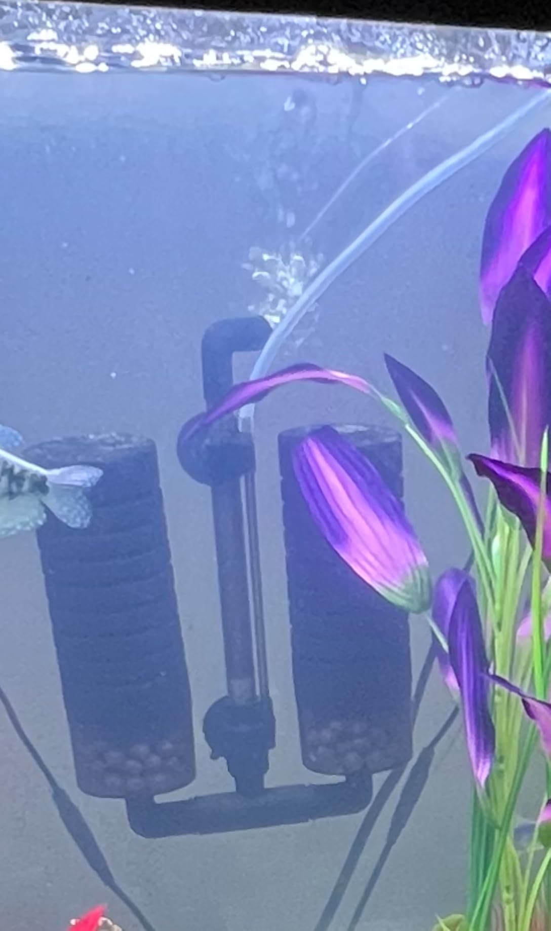 Hygger Aquarium Double Sponge Filter, Comes with 2 Spare Sponges, 1 Bag of Bio Ceramic Media Balls, Quiet Submersible Foam Filter for Fresh Water and Salt-Water Fish Tank (M) customer photo 2