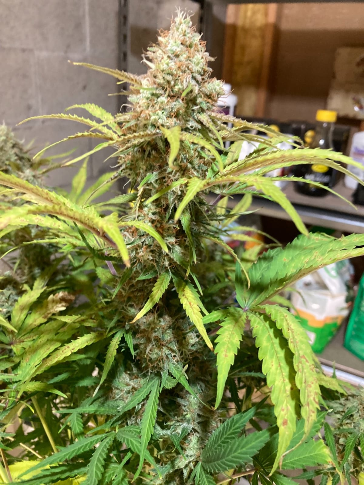 MARS HYDRO 150W TS1000 LED Grow Light for Indoor Plants Full Spectrum | Patented Reflective Hood, Dimmable & Silent Fanless, Daisy-Chain Link, Uniform Light for 2x2/3x3 Grow Tent, Veg to Bloom customer photo 2