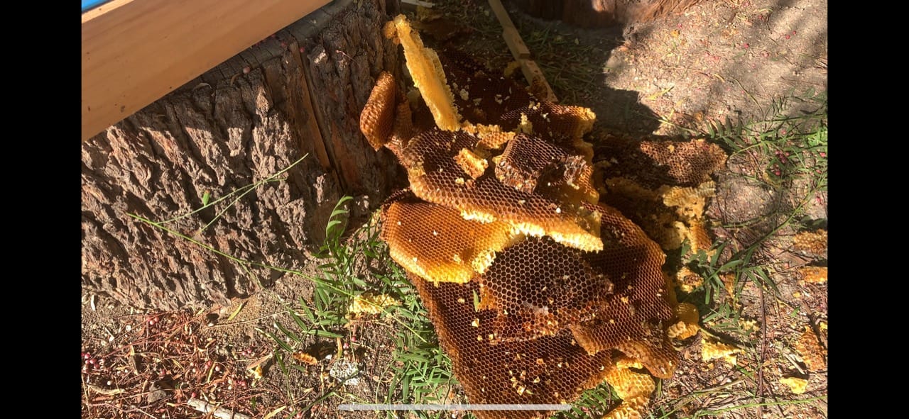 Bee-Quick® Organic-Approved Beekeeper-Only Tool for Honey Harvesting customer photo 1