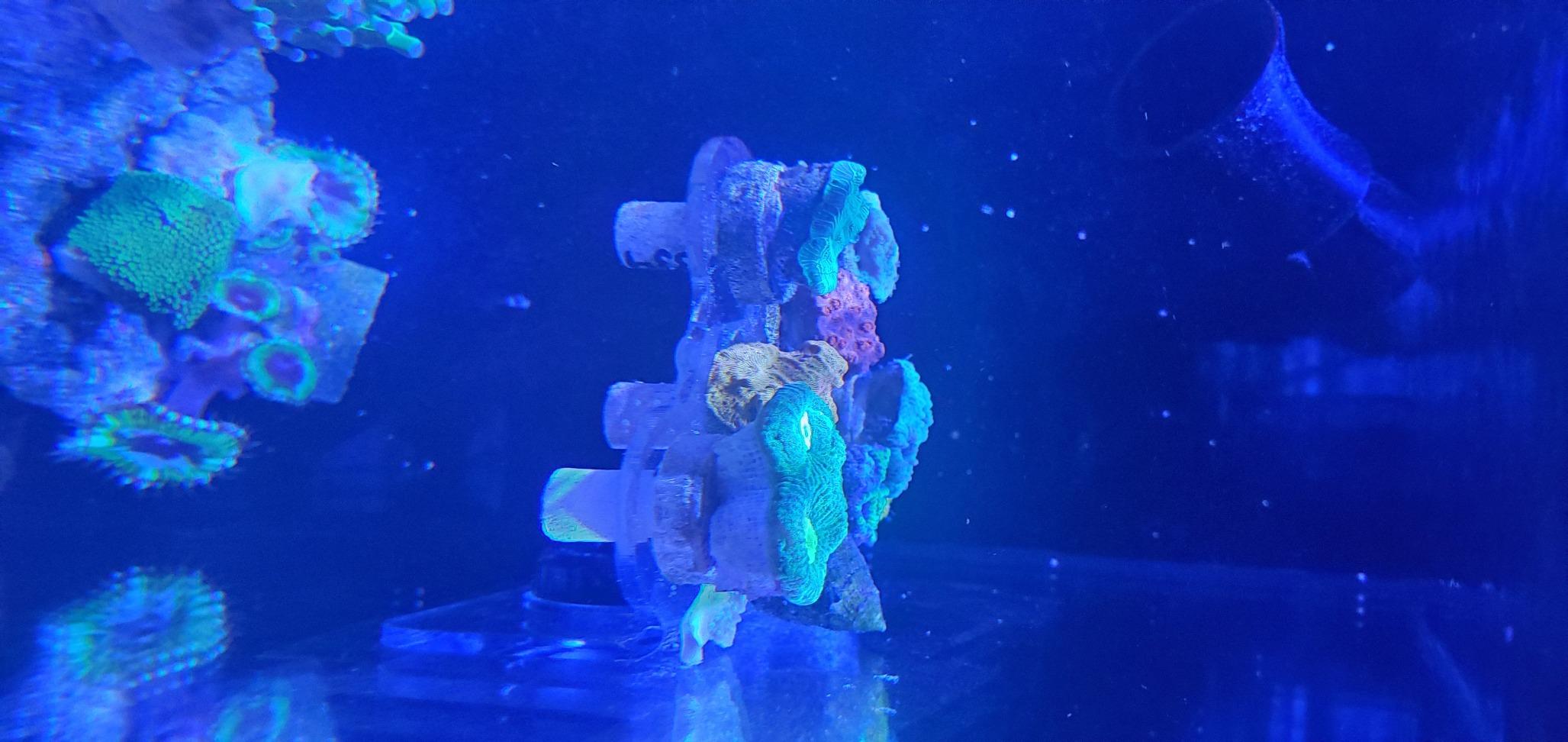 8 Plugs Coral Frag Rack (Set of One) customer photo 1