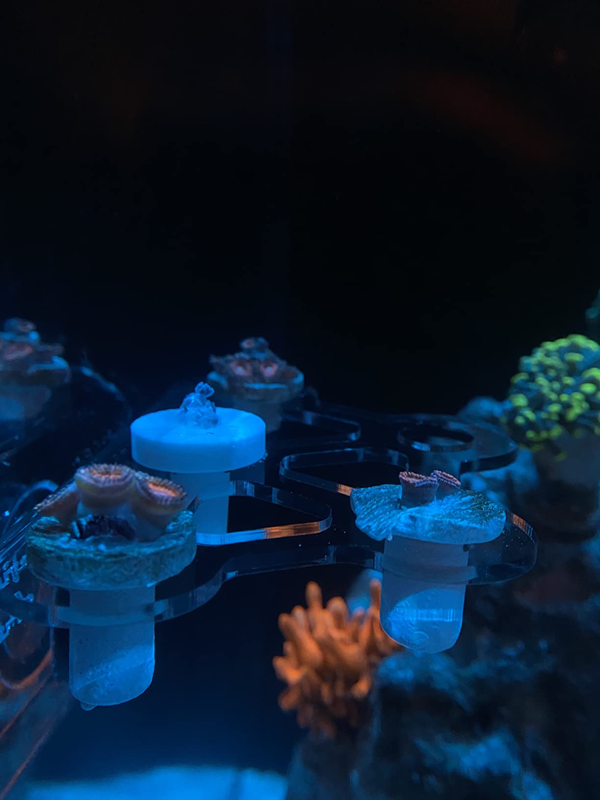 8 Plugs Coral Frag Rack (Set of One) customer photo 2