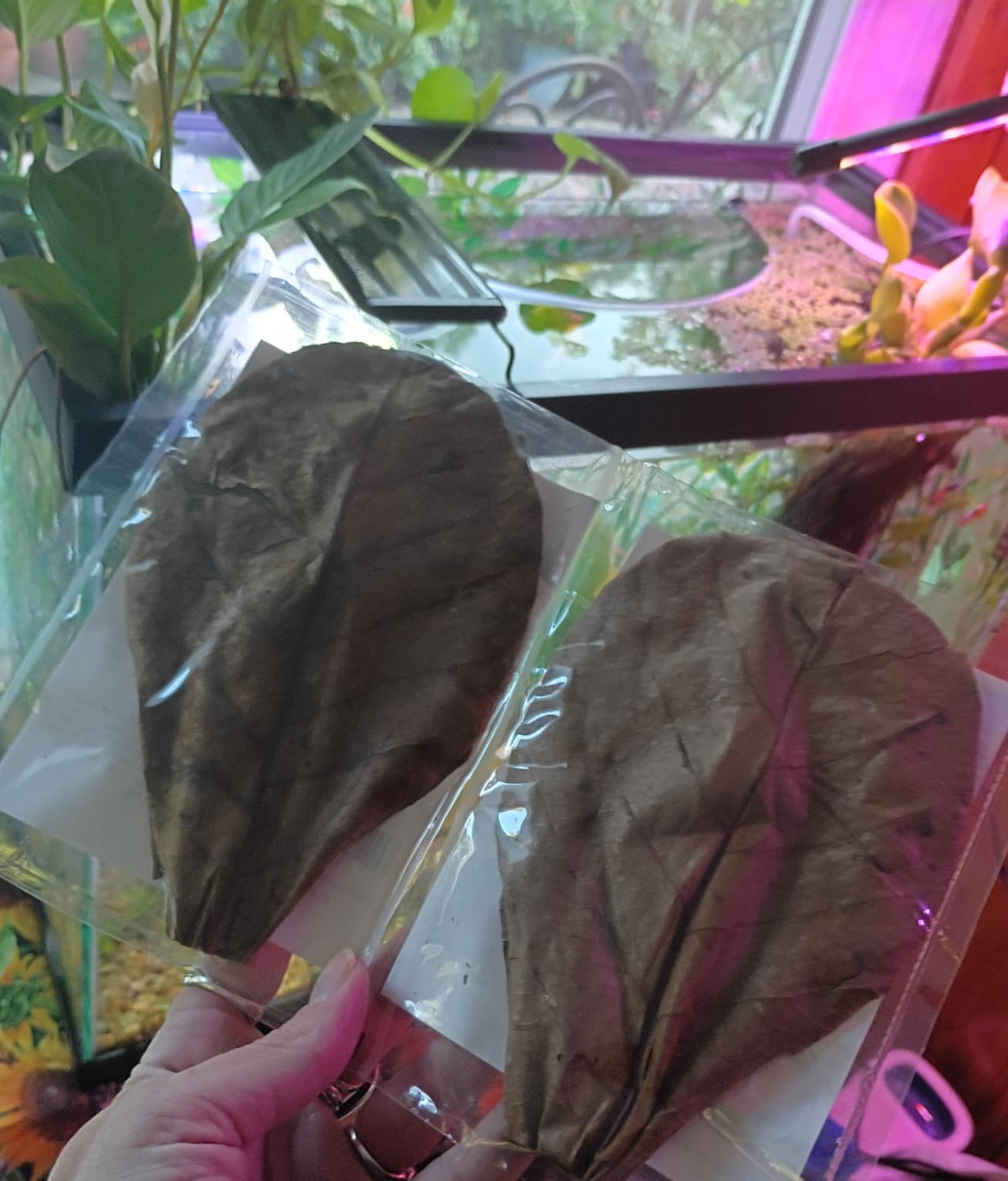 SunGrow 10 Pcs Catappa Indian Almond Leaves for Shrimp Aquariums, 4-7 Inches Long Leaf as Hiding Spot, Tannins Lowers Tank's pH, Softens Water, Enhance Spawning & Vitality Rate customer photo 1