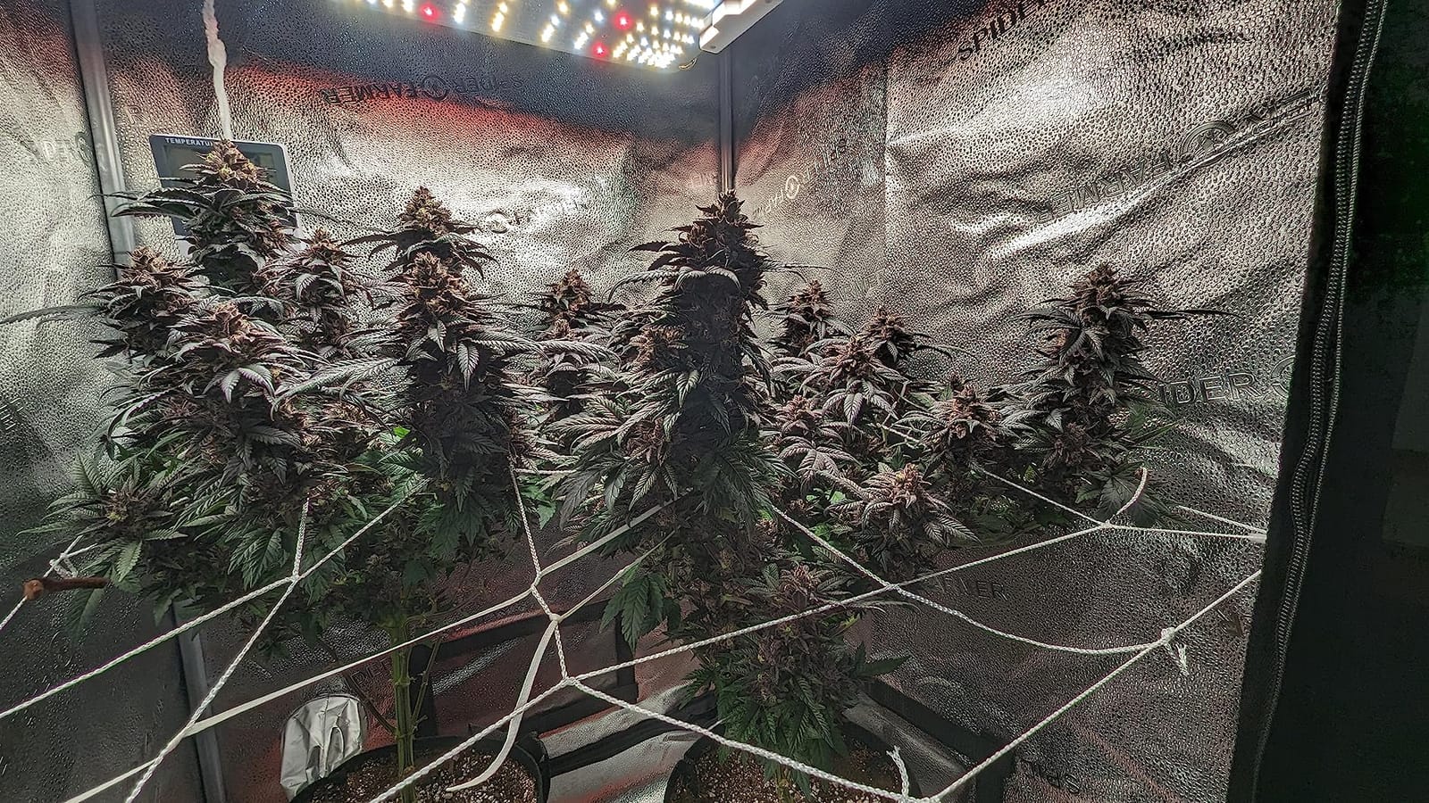 Spider Farmer SF1000 LED Grow Lights for Indoor Plants in 2x2/3x3 Grow Tent customer photo 2