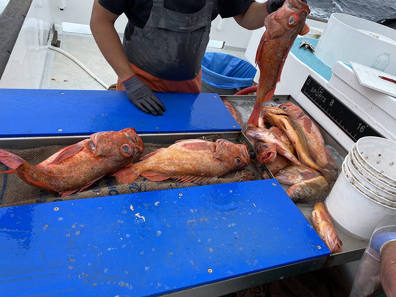 Rock Cod Squid Rigs, 3.5 Inches, Glow Color, 10 Pcs Luminous Skirts Rigged customer photo 1