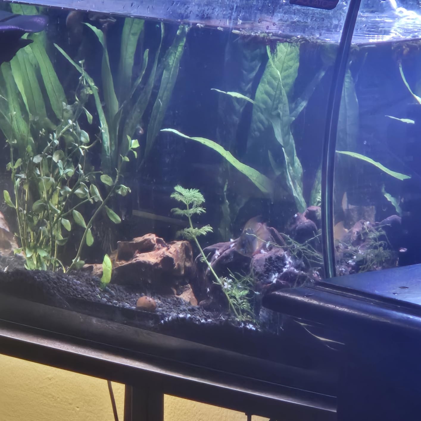 Hamiledyi 5 Pcs Driftwood Branches 5.5