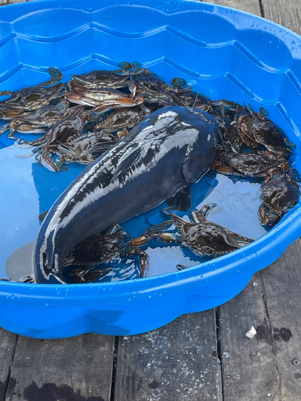 2-Pack of KUFA Sports Casting Crab Trap with 100' Rope and Bait Bag (CR55x2) customer photo 1