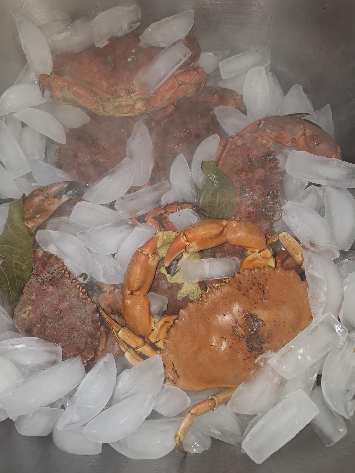 2-Pack of KUFA Sports Casting Crab Trap with 100' Rope and Bait Bag (CR55x2) customer photo 2