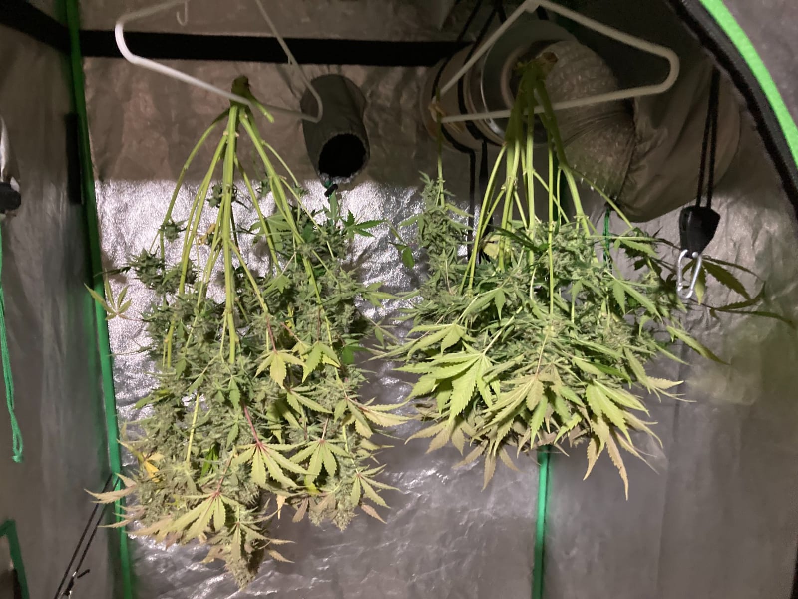 MARS HYDRO 100W TS600 2x2ft Dimmable LED Grow Lights for Indoor Plants customer photo 1