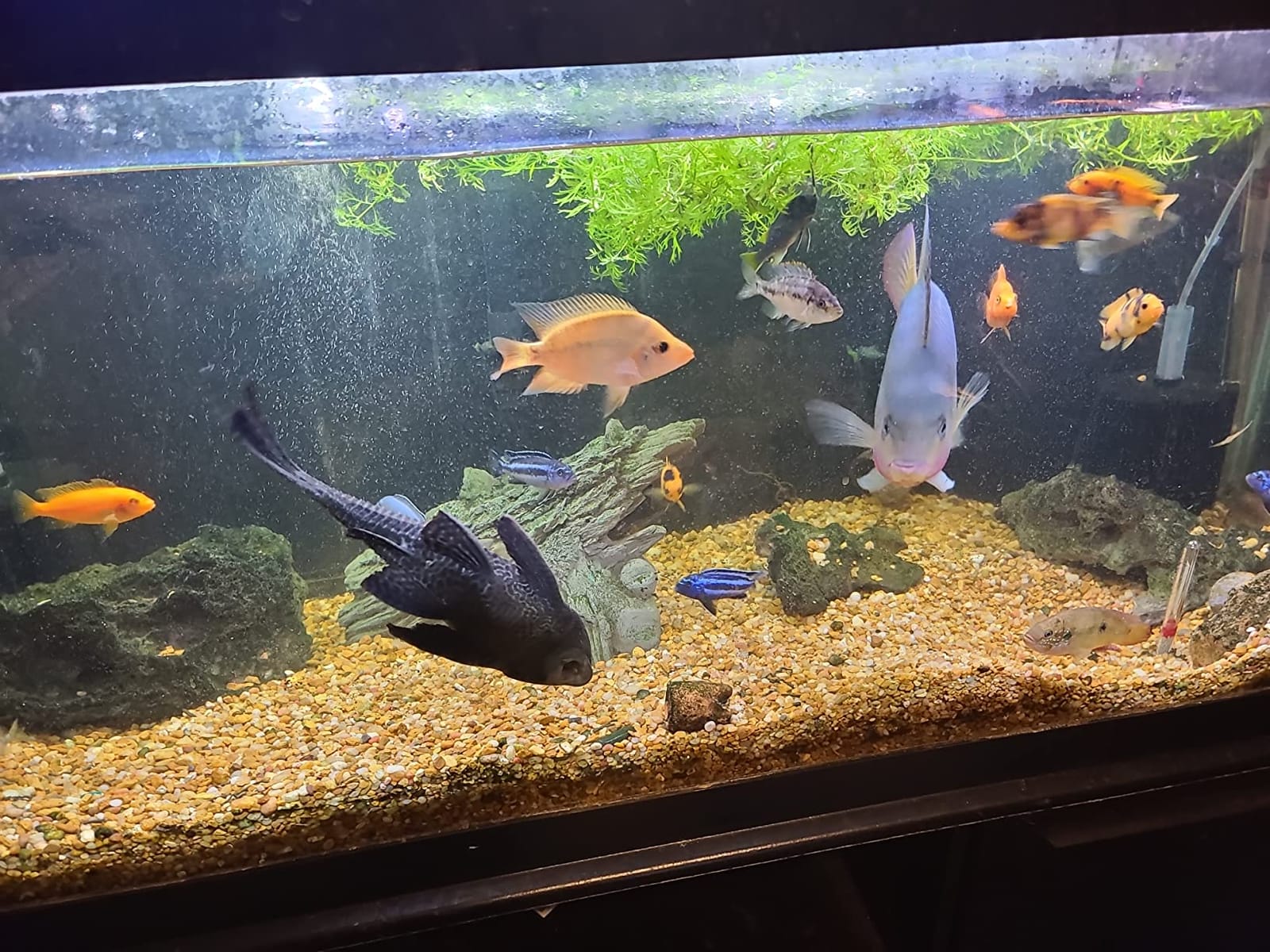 AQUA KT Discus Angelfish Fish Breeding Cone Spawning Slates for Aquarium customer photo 2