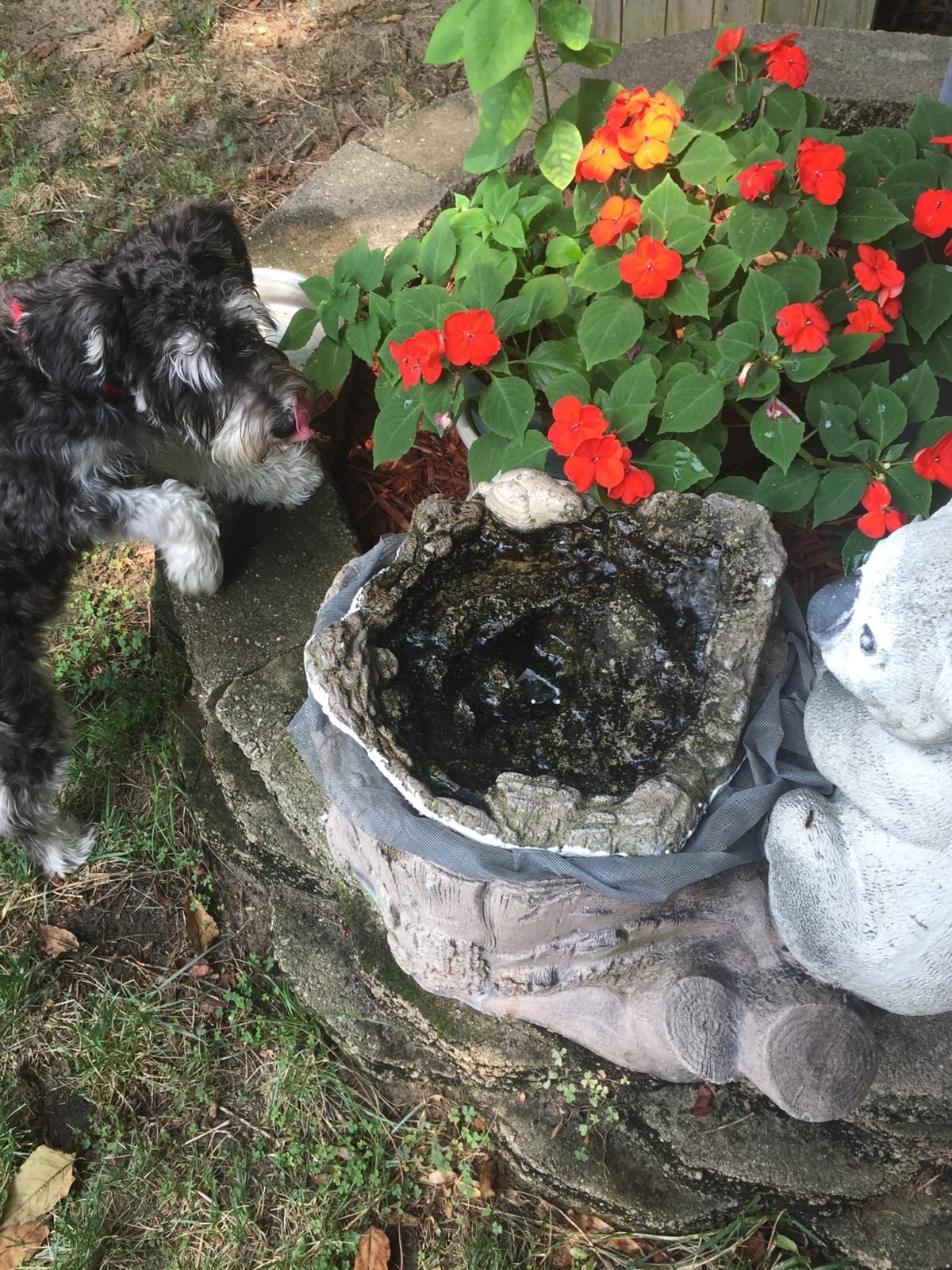 CWKJ Fountain Pump, 80GPH(4W 300L/H) Submersible Water Pump, Durable Outdoor Fountain Water Pump with 7.2ft(2.2m) Power Cord, 3 Nozzles for Aquarium, Pond, Fish Tank, Water Pump Hydroponics, Fountain customer photo 1