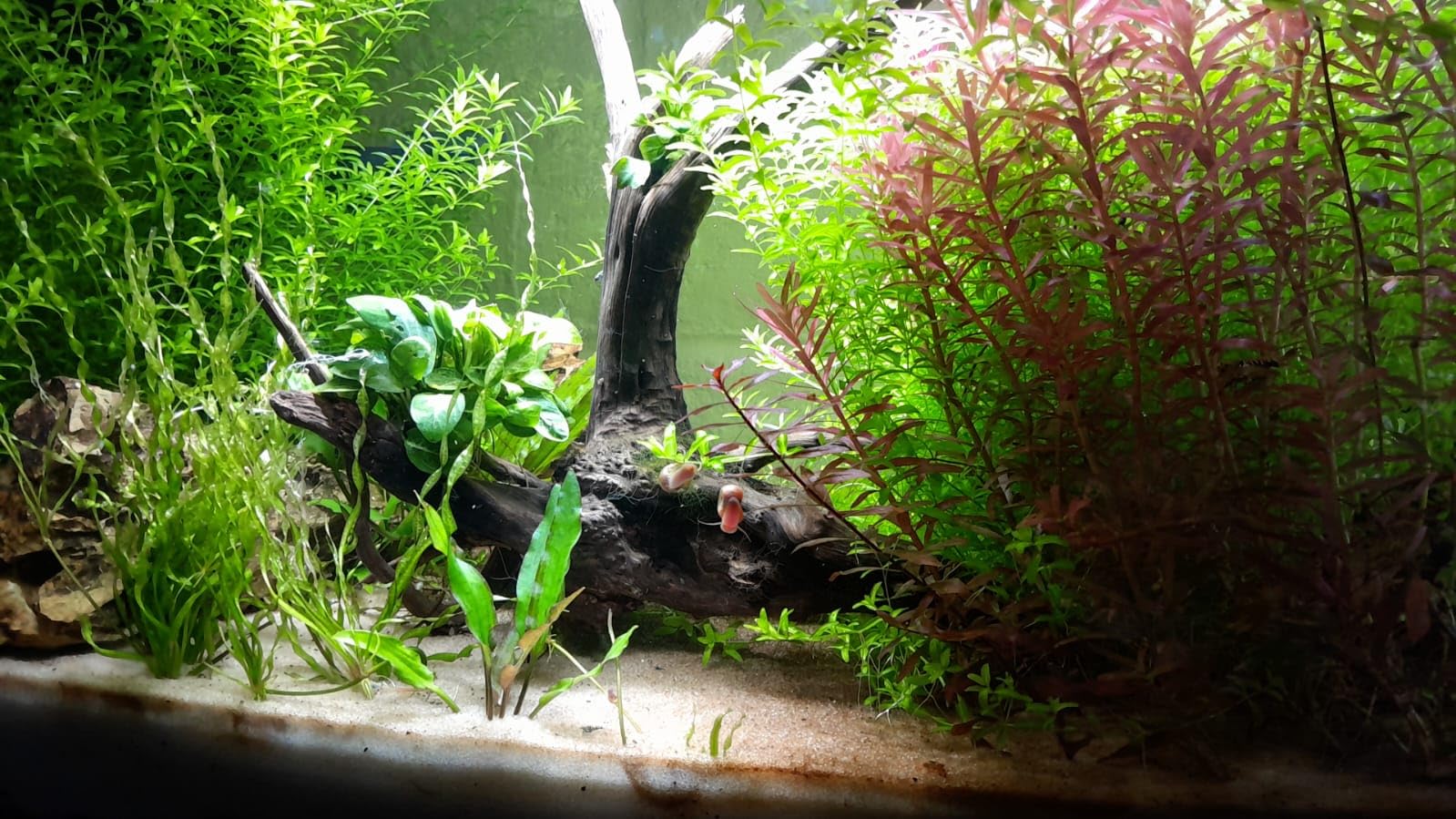 Brightwell Aquatics ShrimpCode Shrimp Mineral & Trace Elements 500ml customer photo 2