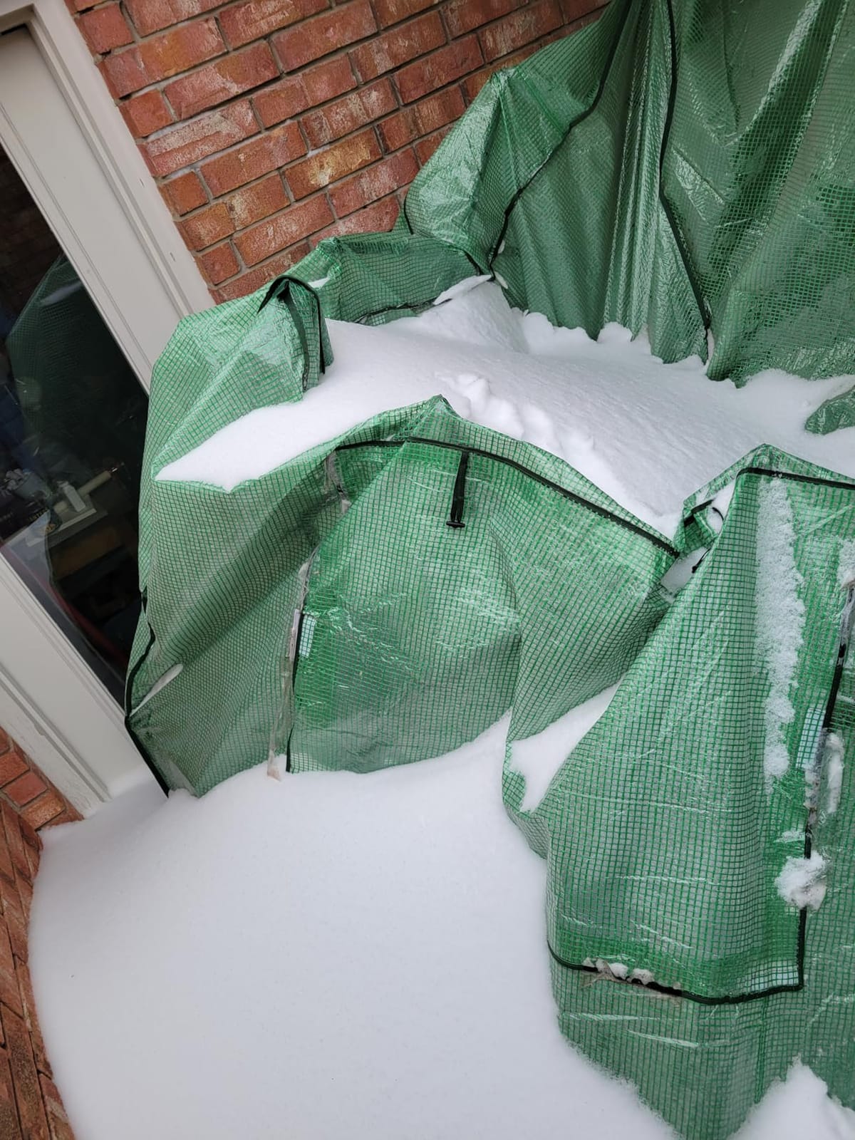 EAGLE PEAK 8x6 Easy Setup Pop Up Greenhouse, Clear/Green customer photo 2