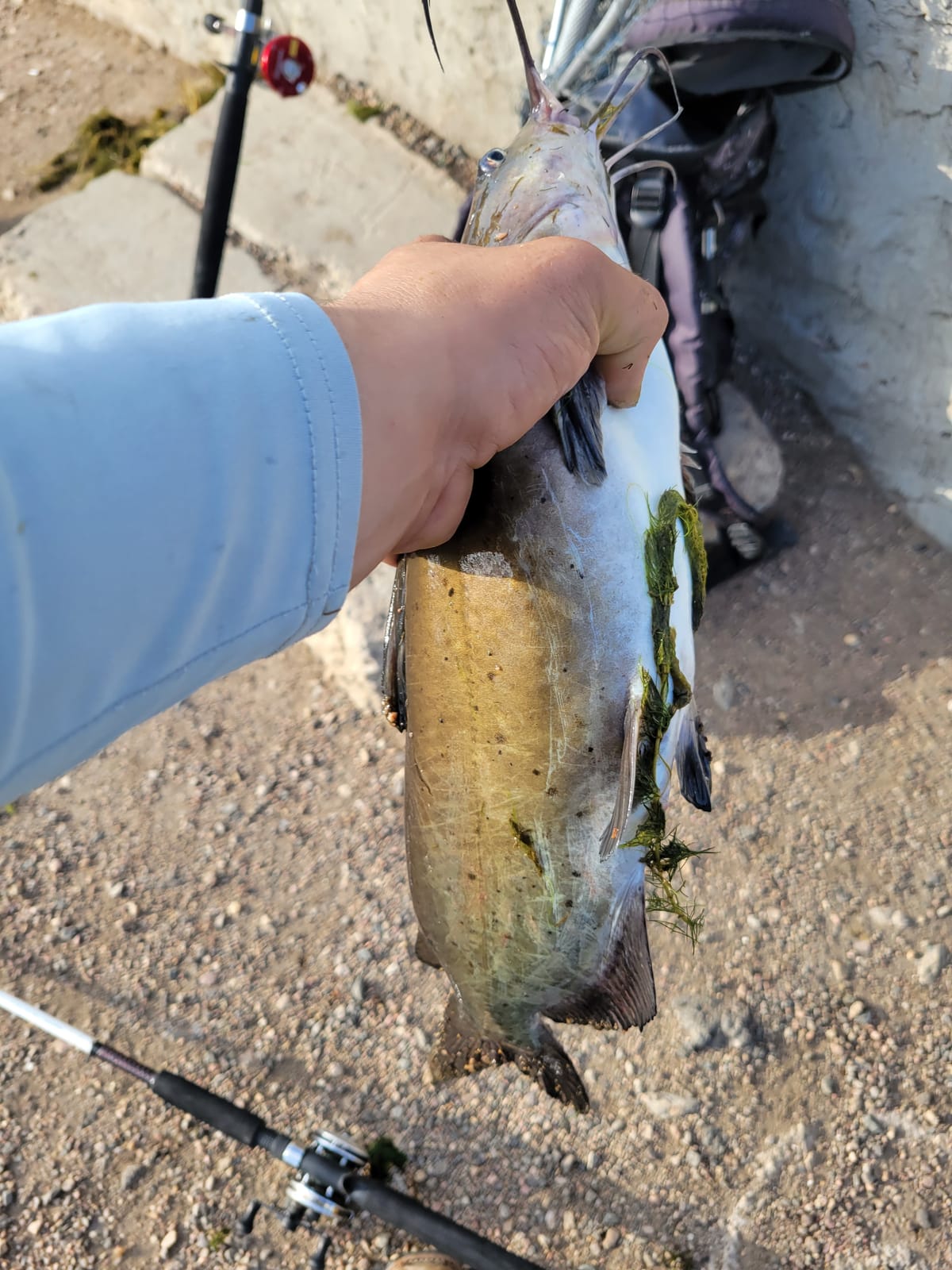 CJ's Catfish Shad Punch Bait, 1/2 Gallon customer photo 1